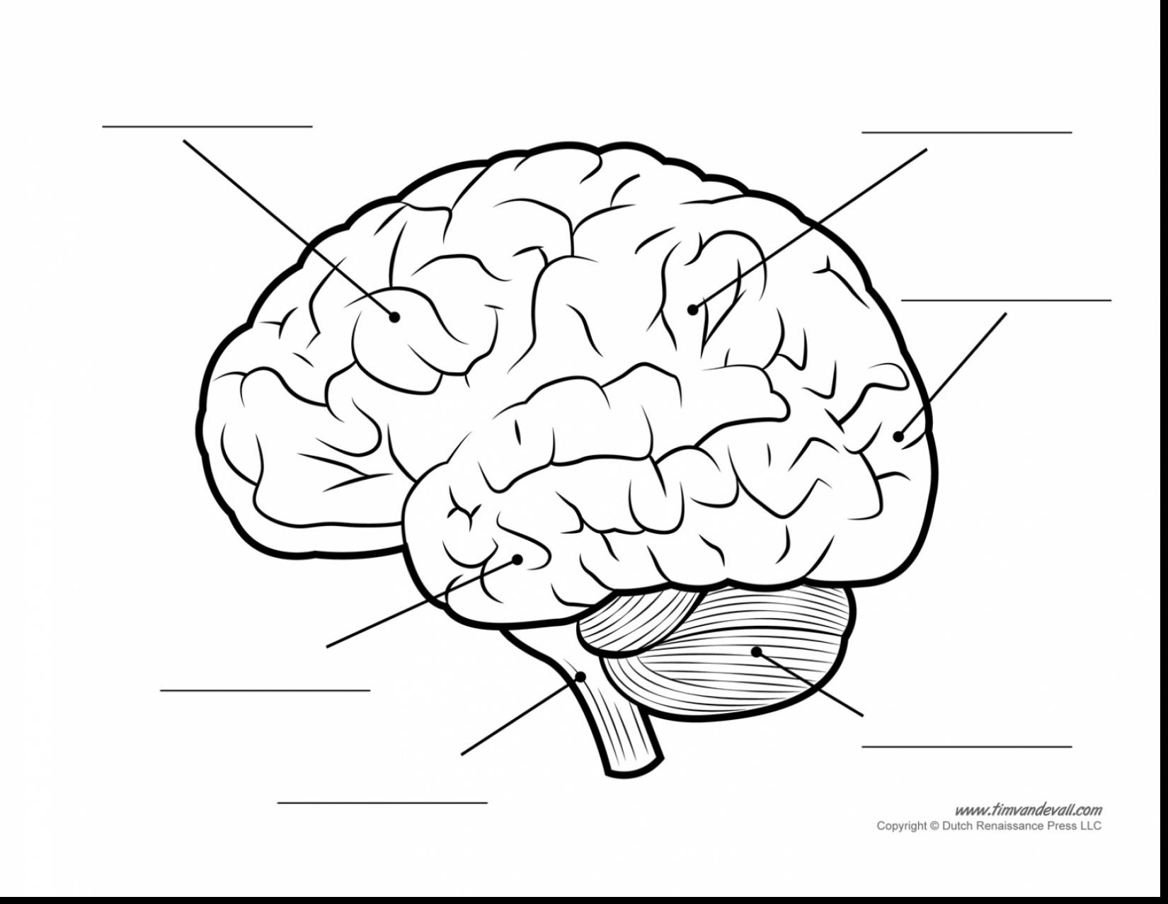 Brain Coloring Page At GetColorings Free Printable Colorings Pages To Print And Color