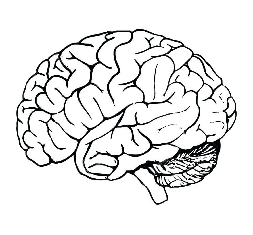 Brain Coloring Page At GetColorings Free Printable Colorings Pages To Print And Color