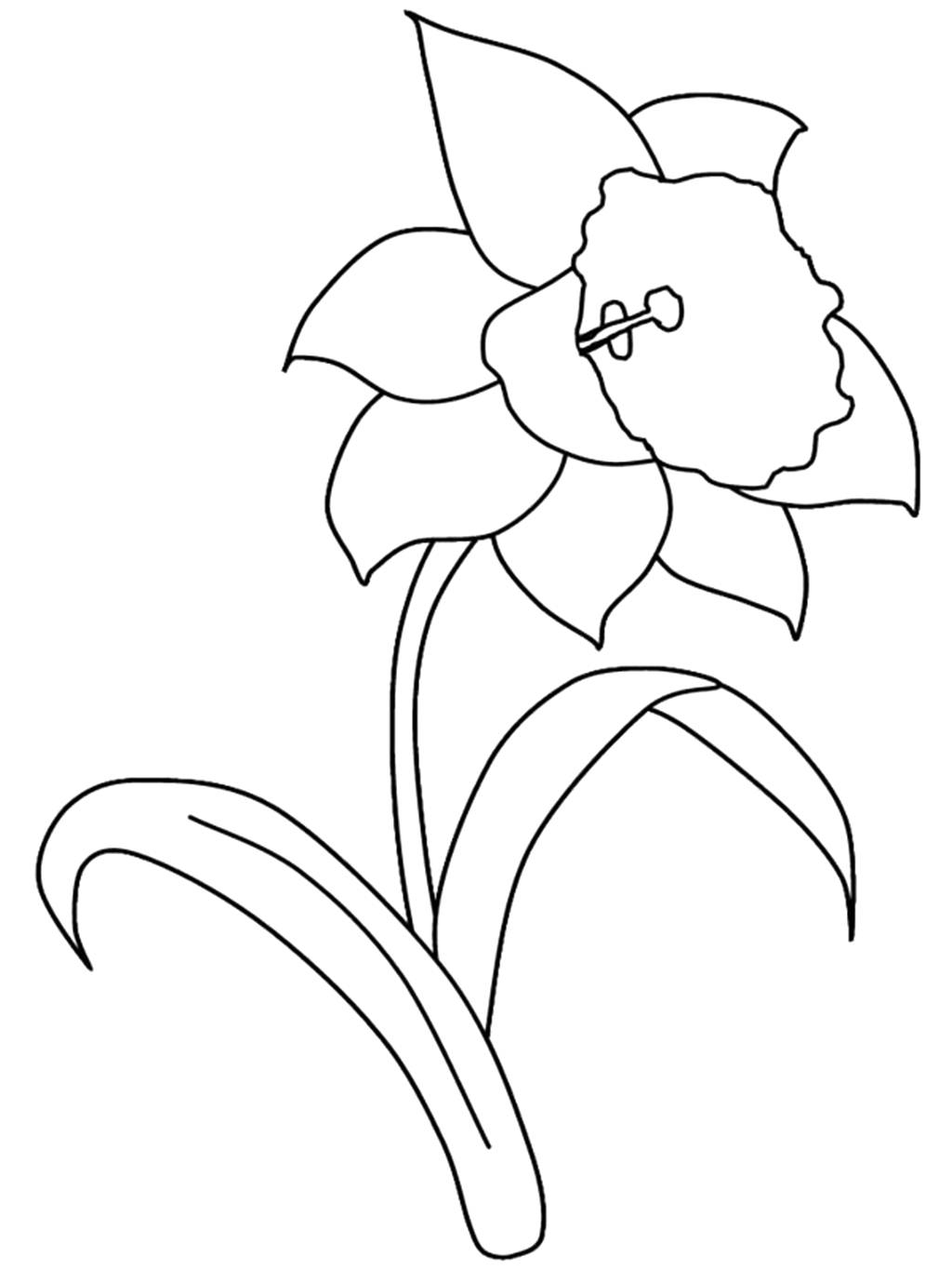Daffodil Flower Coloring Page At GetColorings Free Printable Colorings Pages To Print And