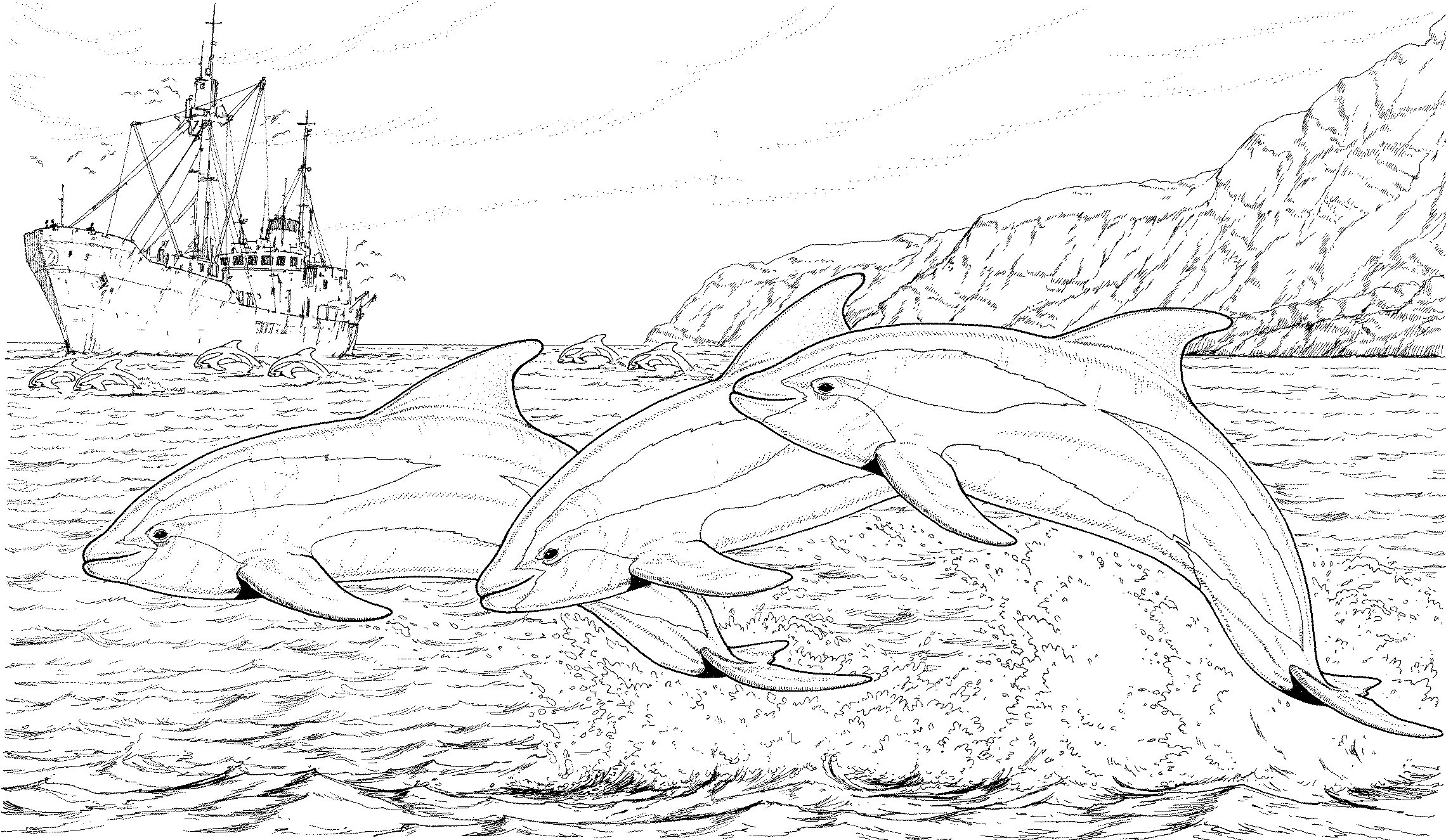 Free Printable Coloring Pages Dolphins