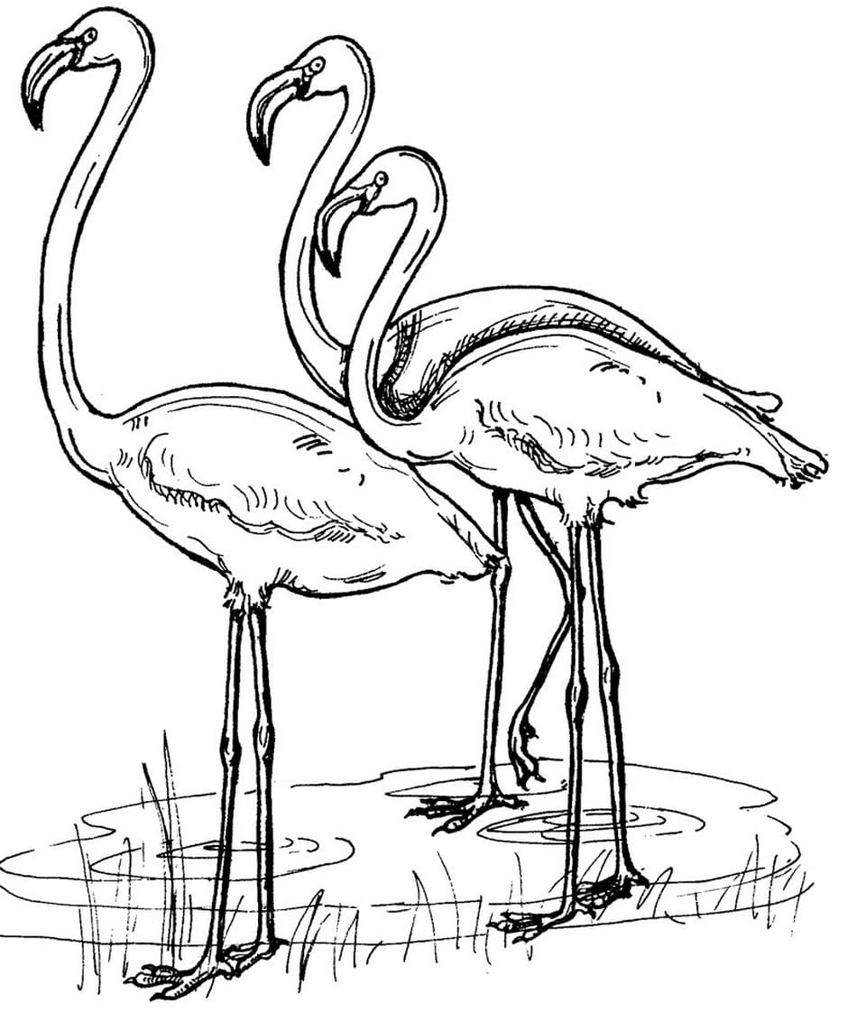Flamingo Coloring Pages 100 Printable Coloring Pages