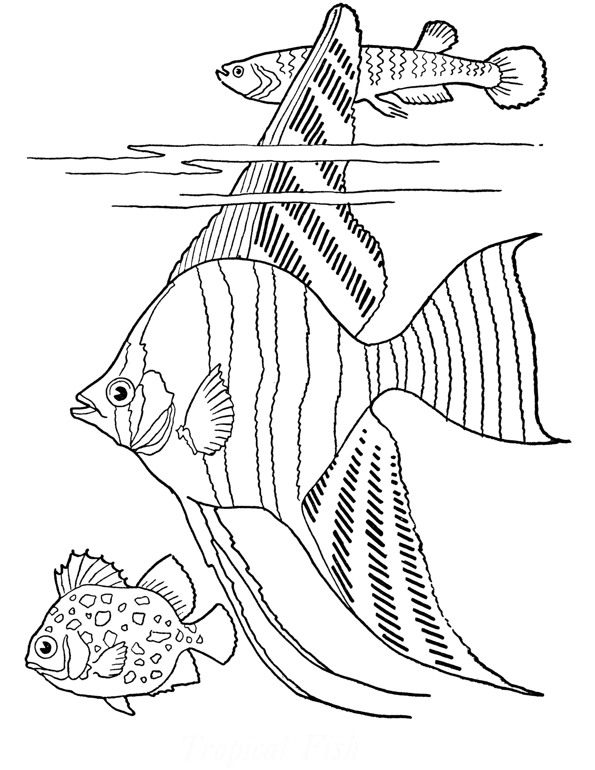 Fish Coloring Pages Printable