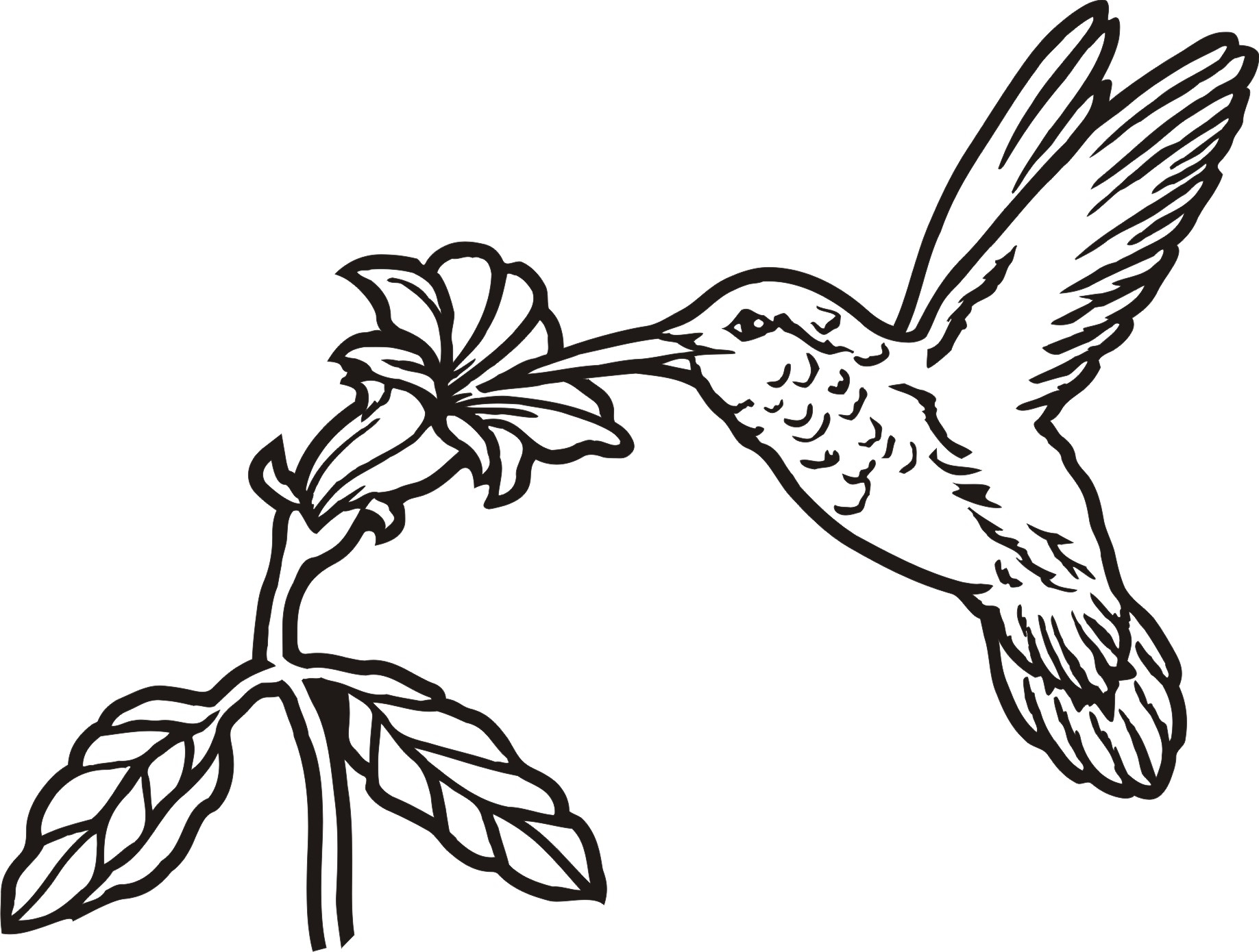 Printable Hummingbird Coloring Pages