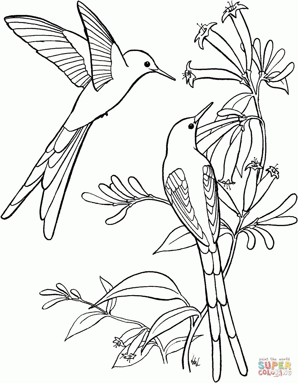 Free Printable Hummingbird Coloring Pages