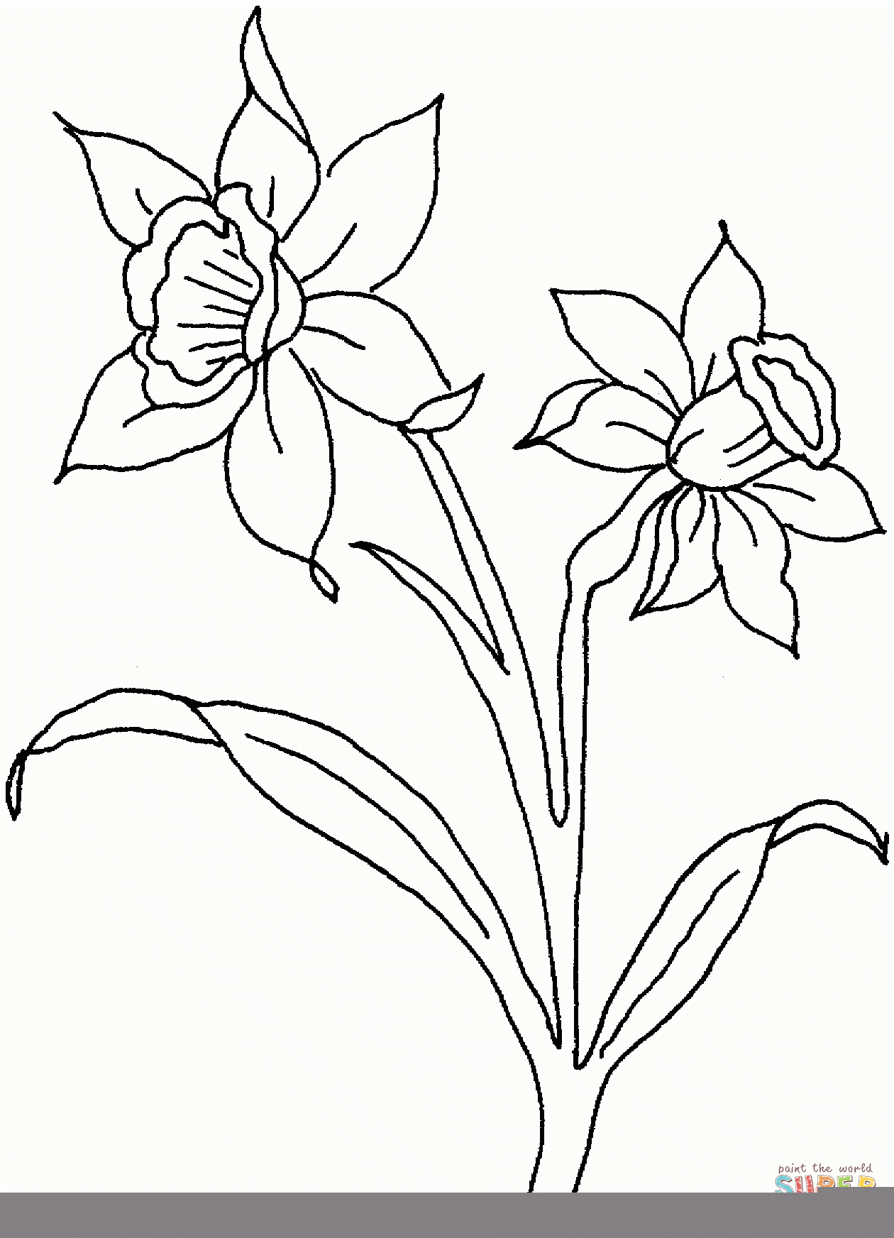 Daffodil Coloring Pages Printable