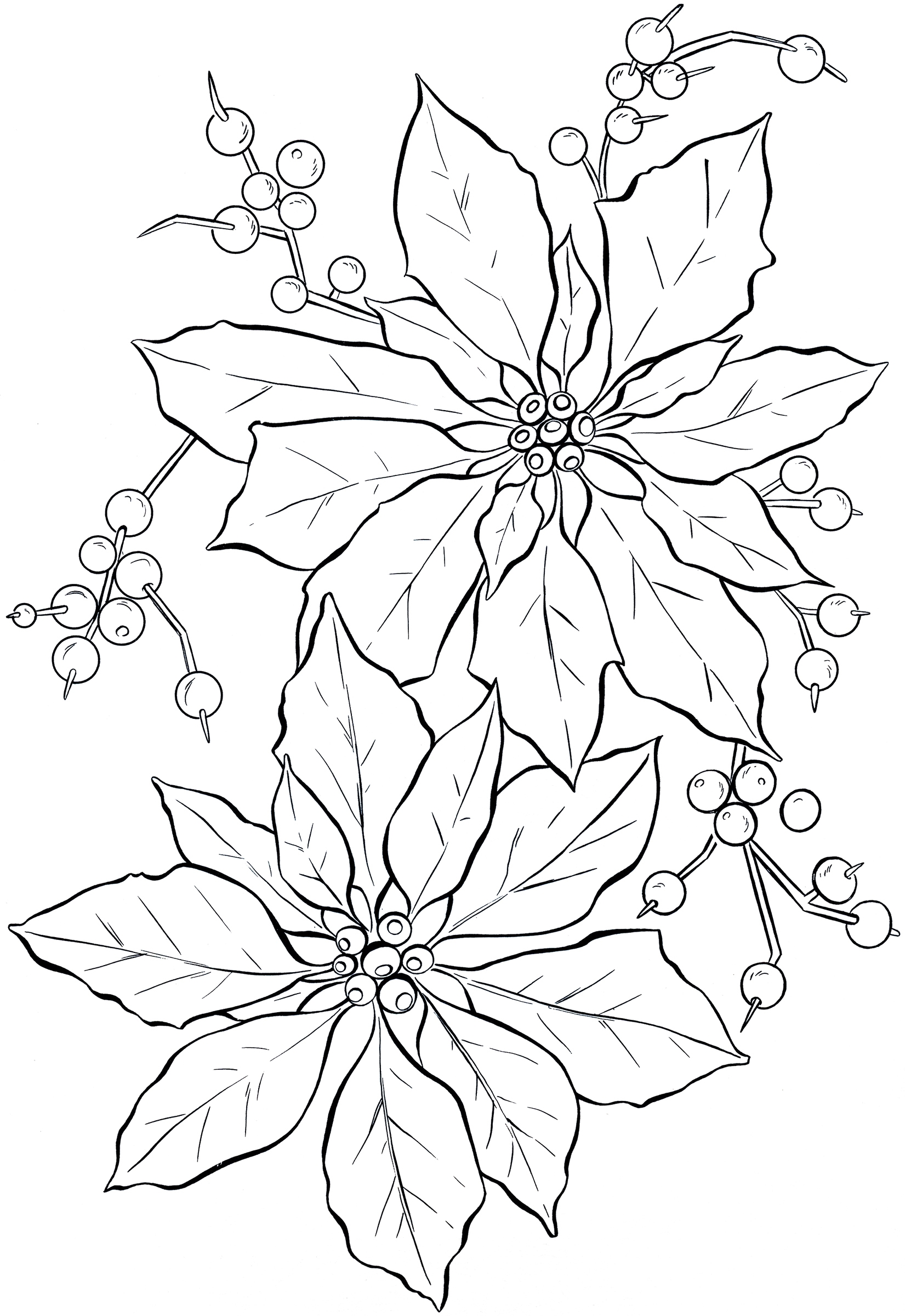 Free Printable Poinsettia Coloring Pages For Kids