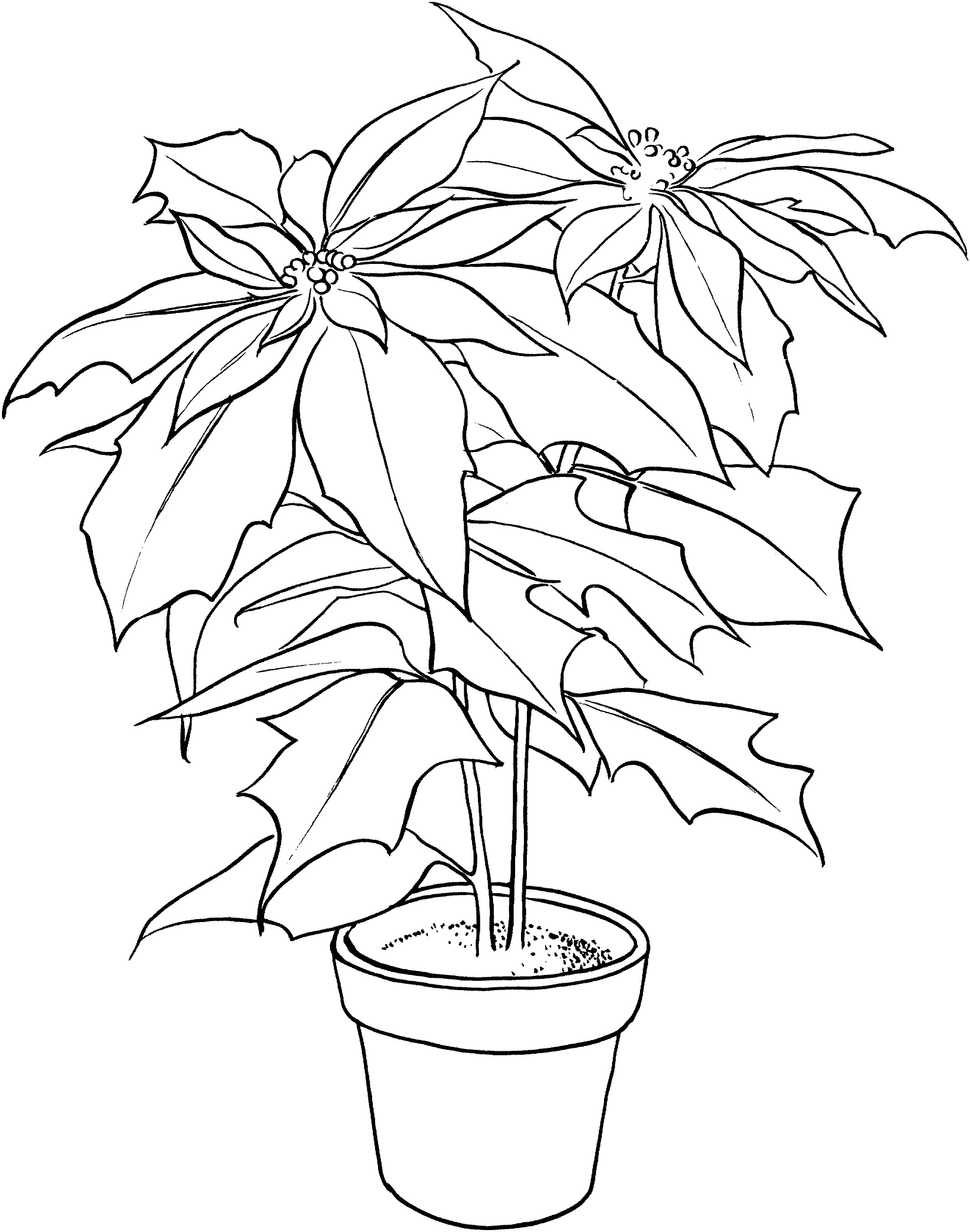 Free Printable Poinsettia Coloring Pages For Kids