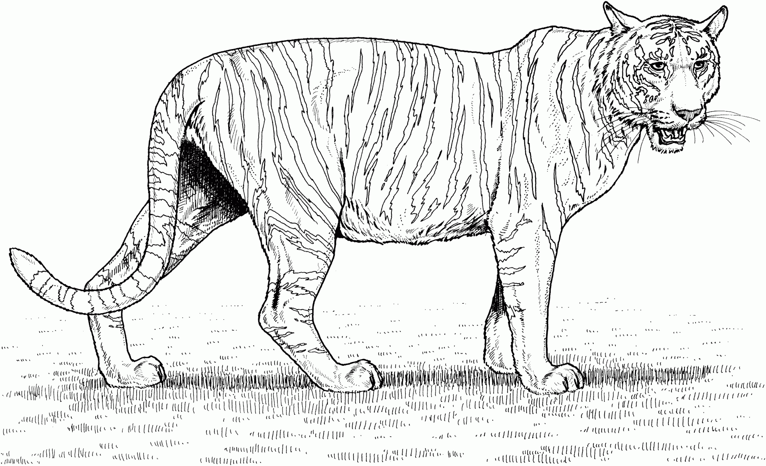 Tiger Coloring Pages Printable