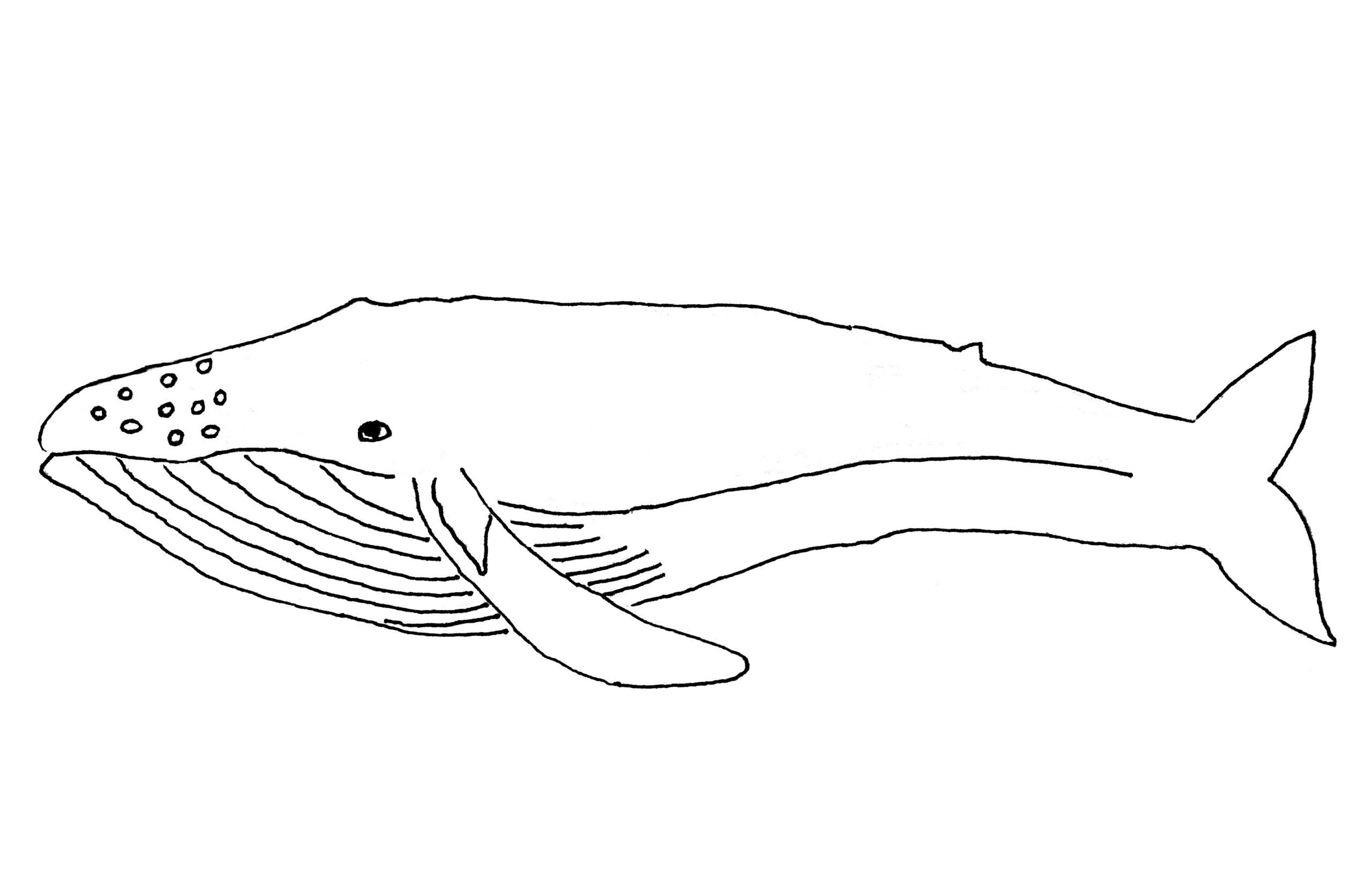 Free Printable Whale Coloring Pages
