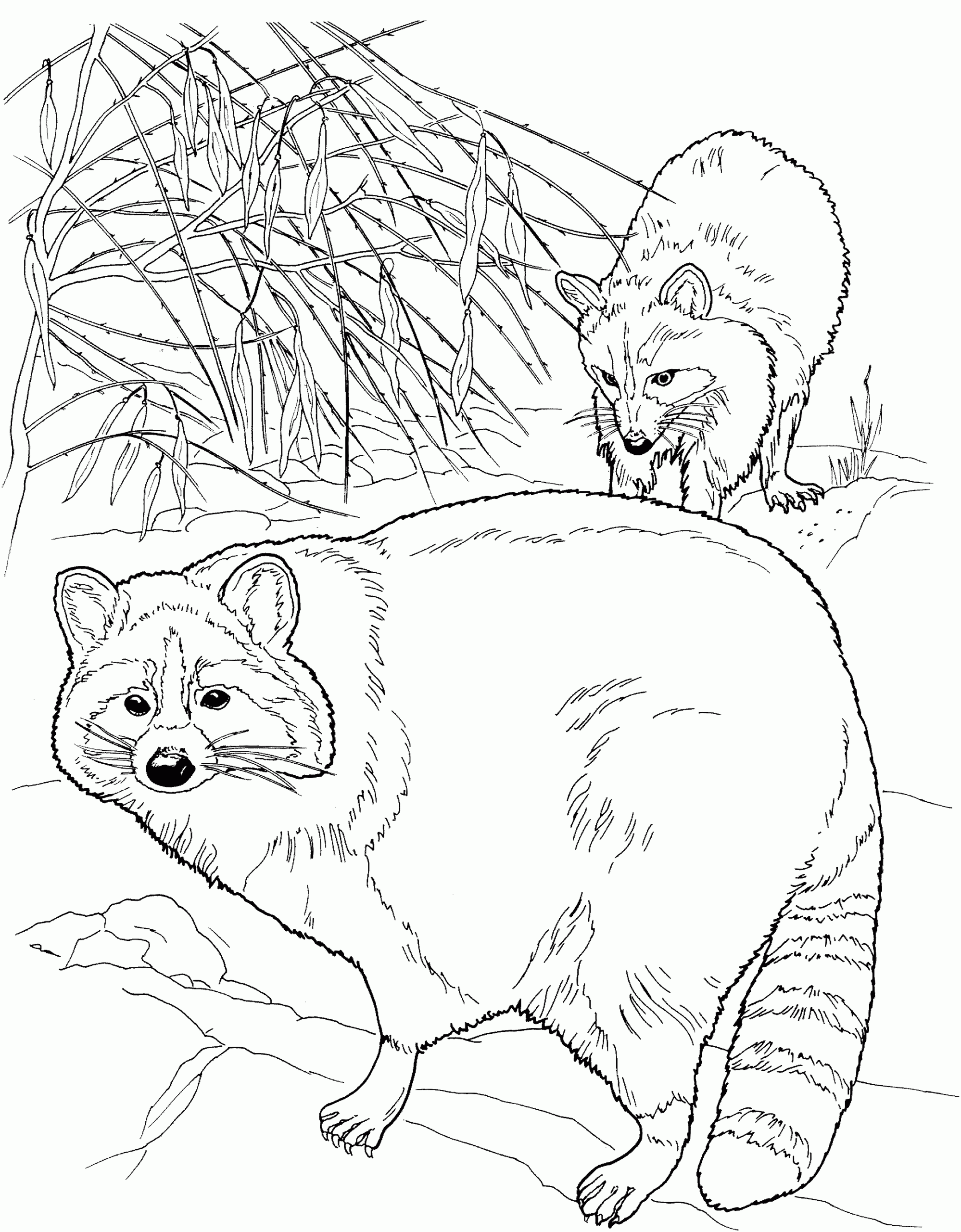 Free Raccoon Coloring Pages