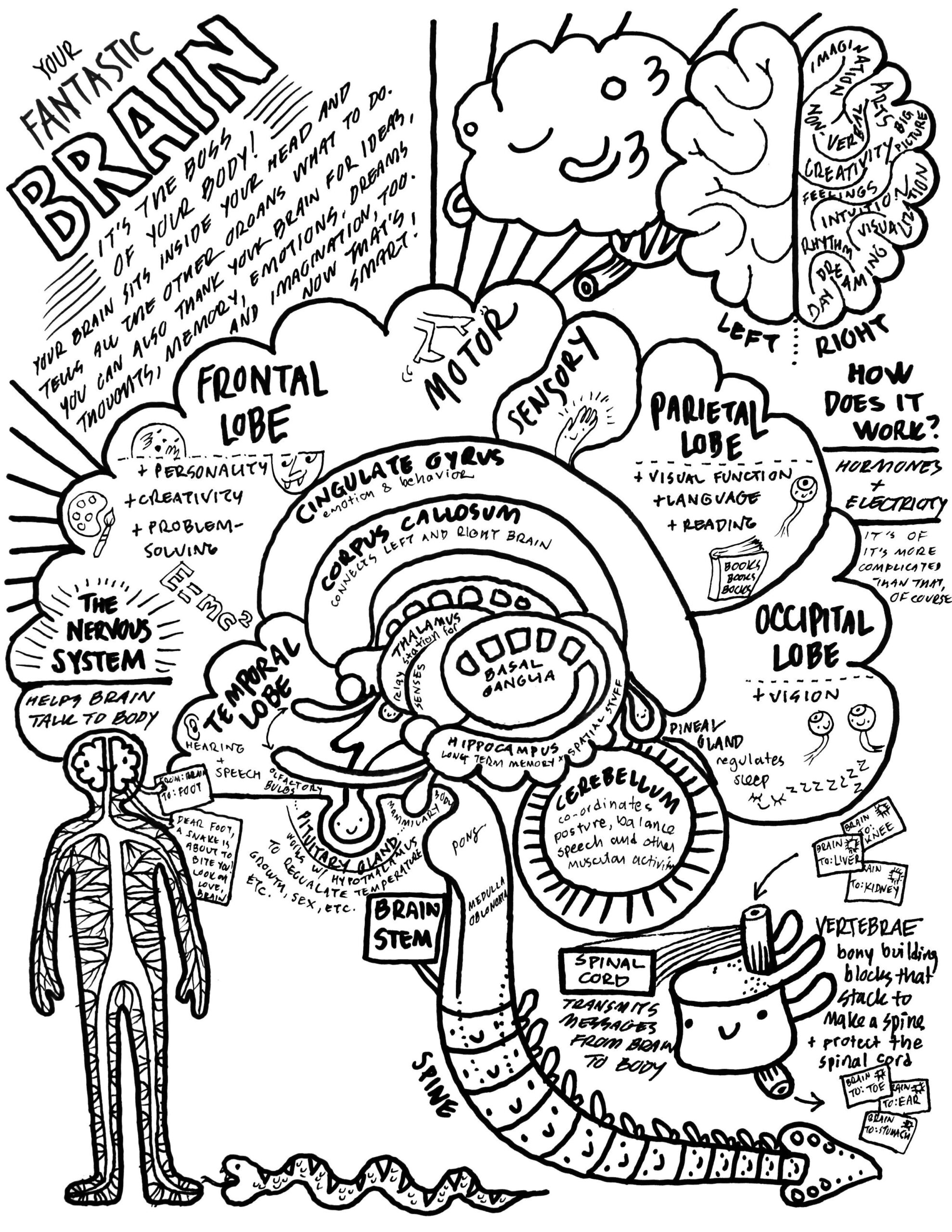 Free Printable Brain Coloring Pages