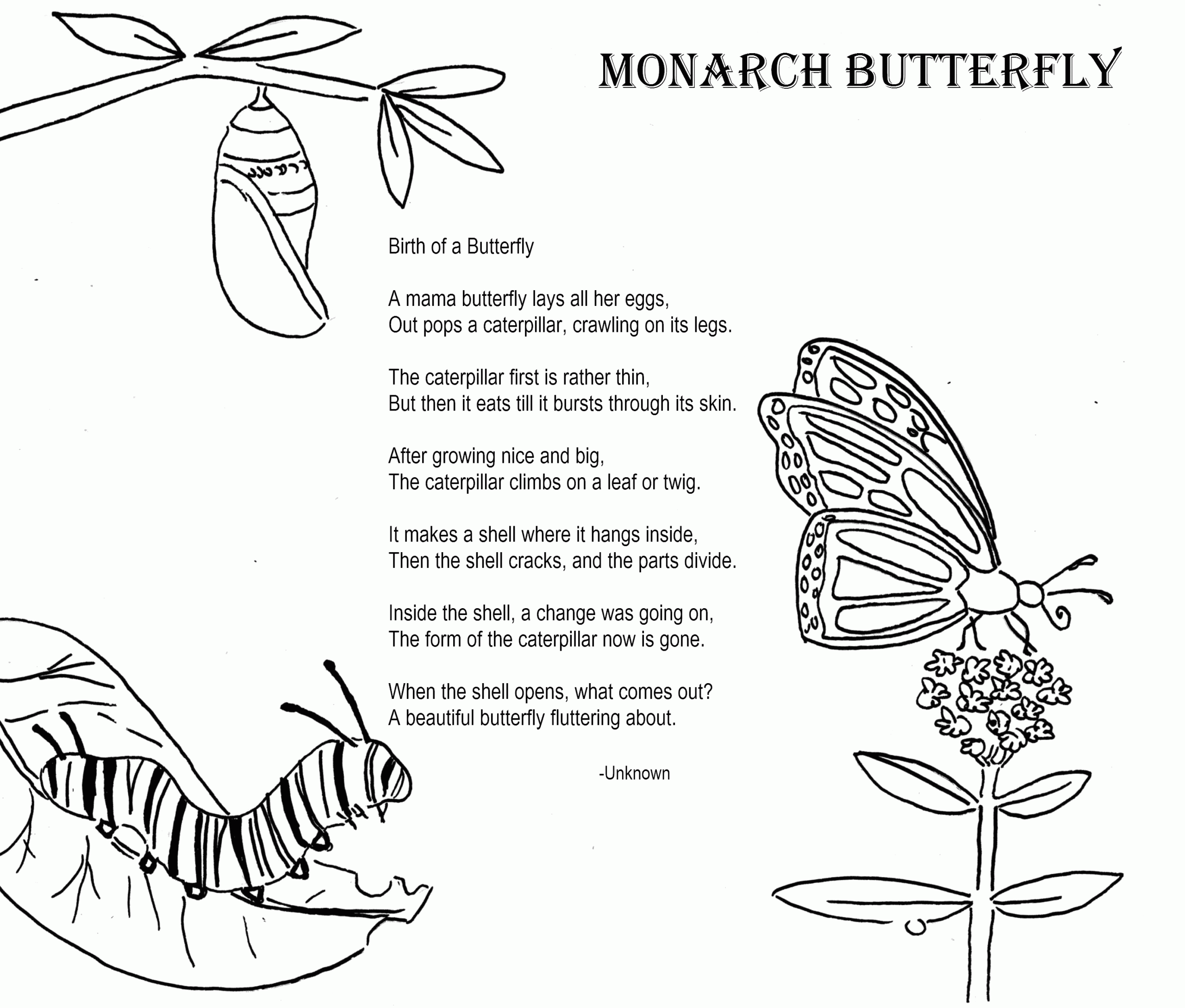 12 Pics Of Monarch Butterfly Life Cycle Coloring Page Butterfly Coloring Home