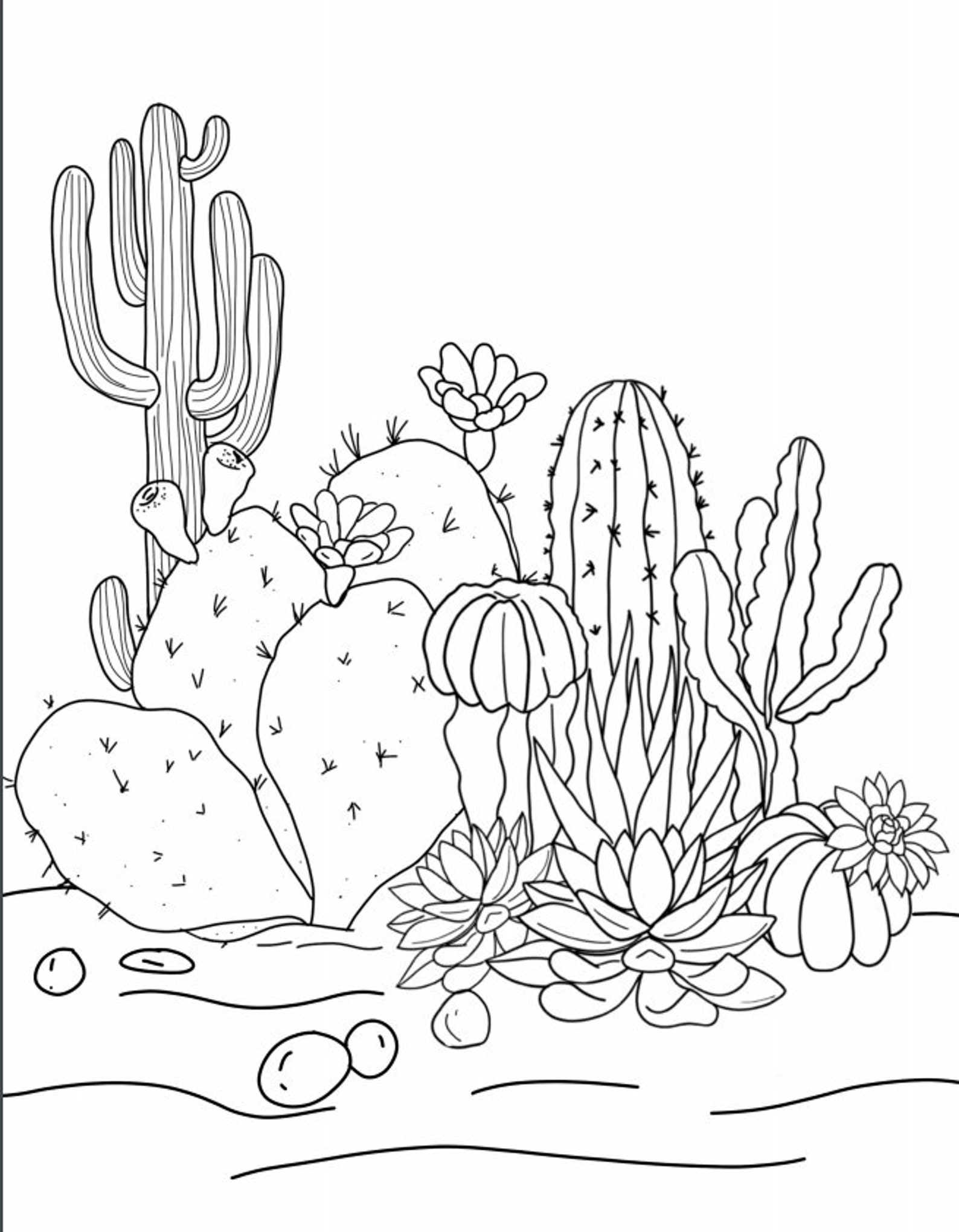 20 Page Cactus Coloring Book Etsy