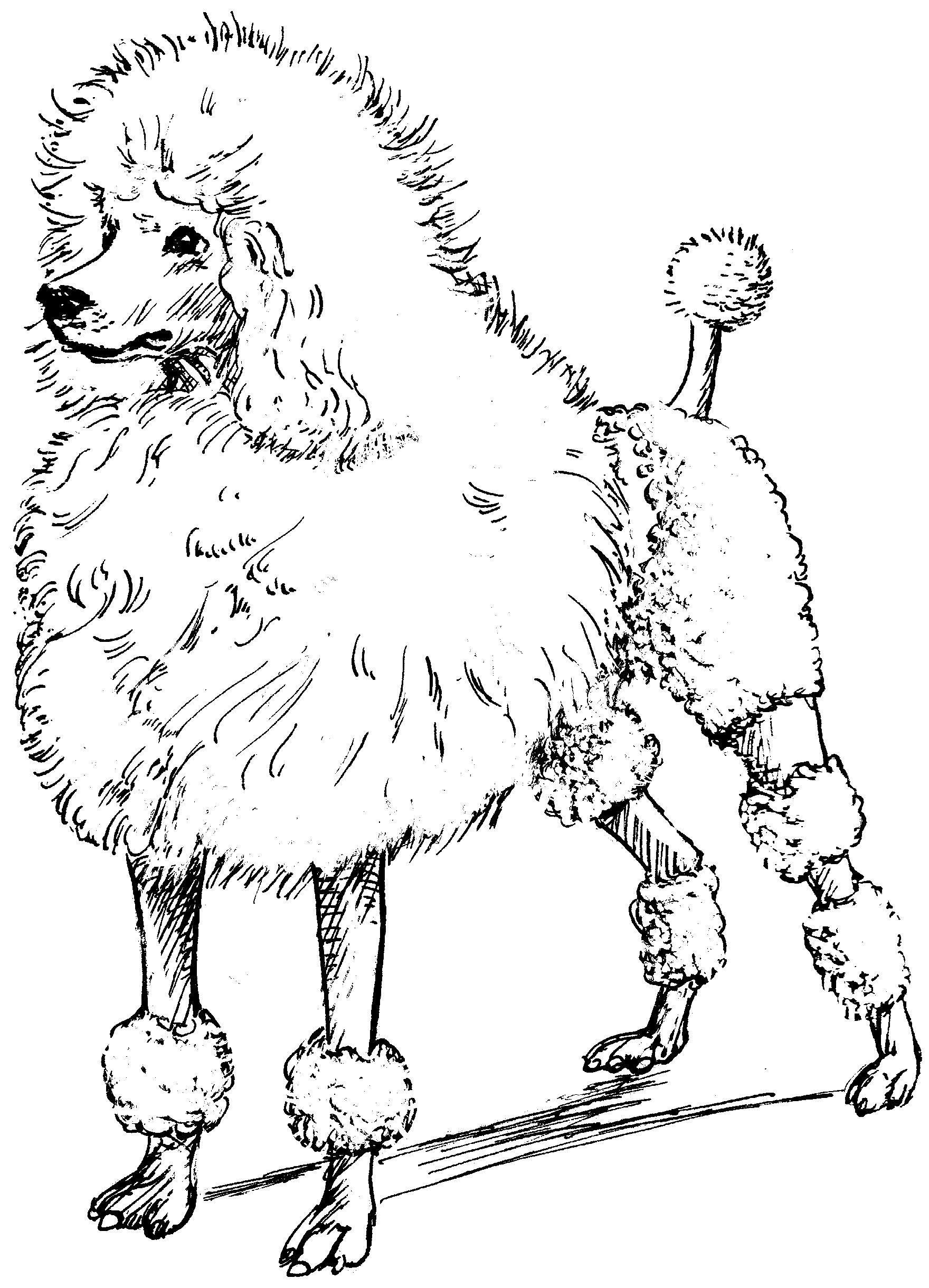 23 Great Images Cute Poodle Coloring Pages Poodle Coloring Pages Coloring Pages To Download