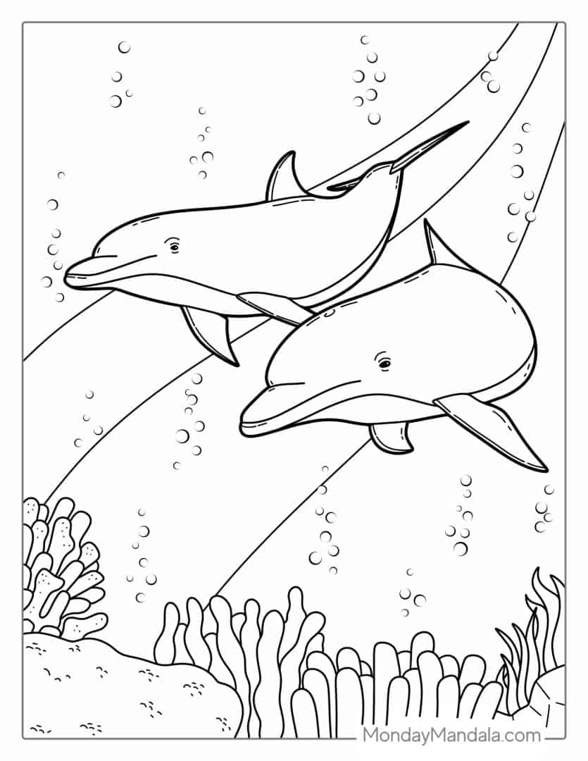 Dolphin Coloring Page Adults Printable