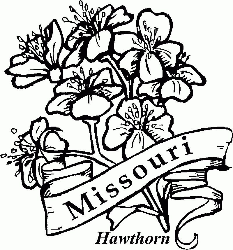 50 State Flowers Coloring Pages For Kids
