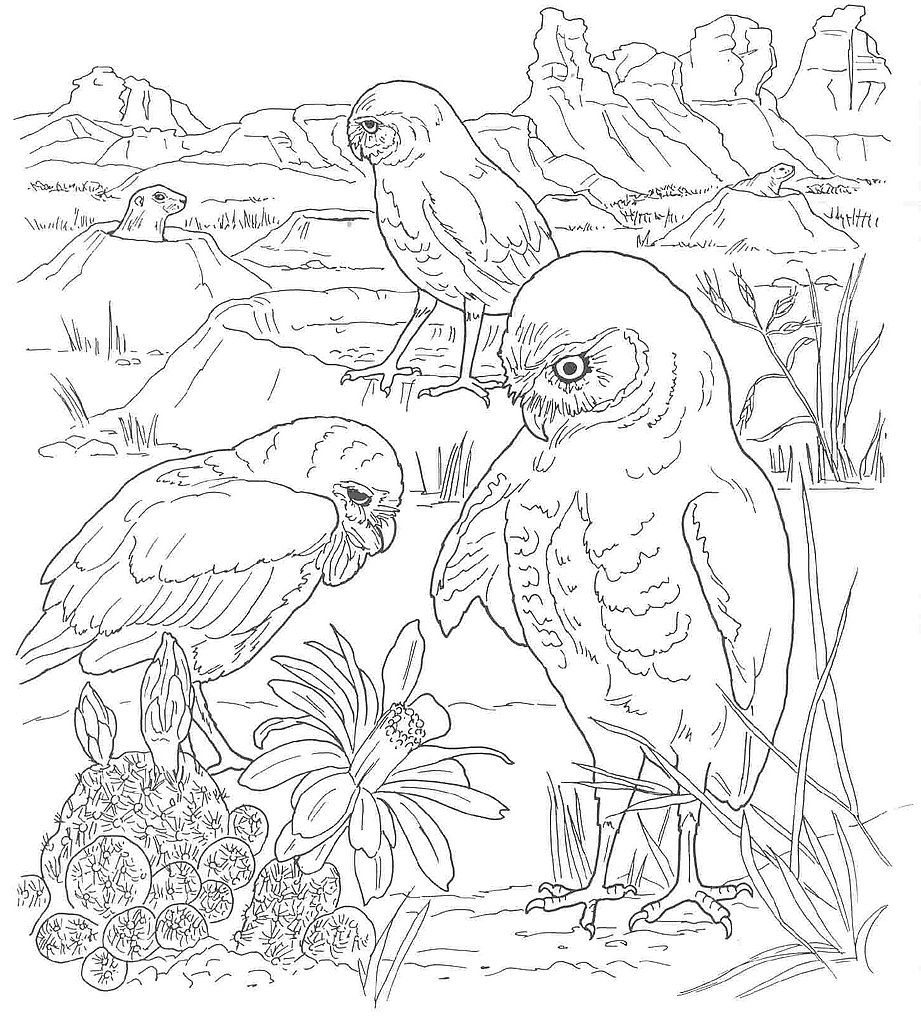 Desert Coloring Pages Printable
