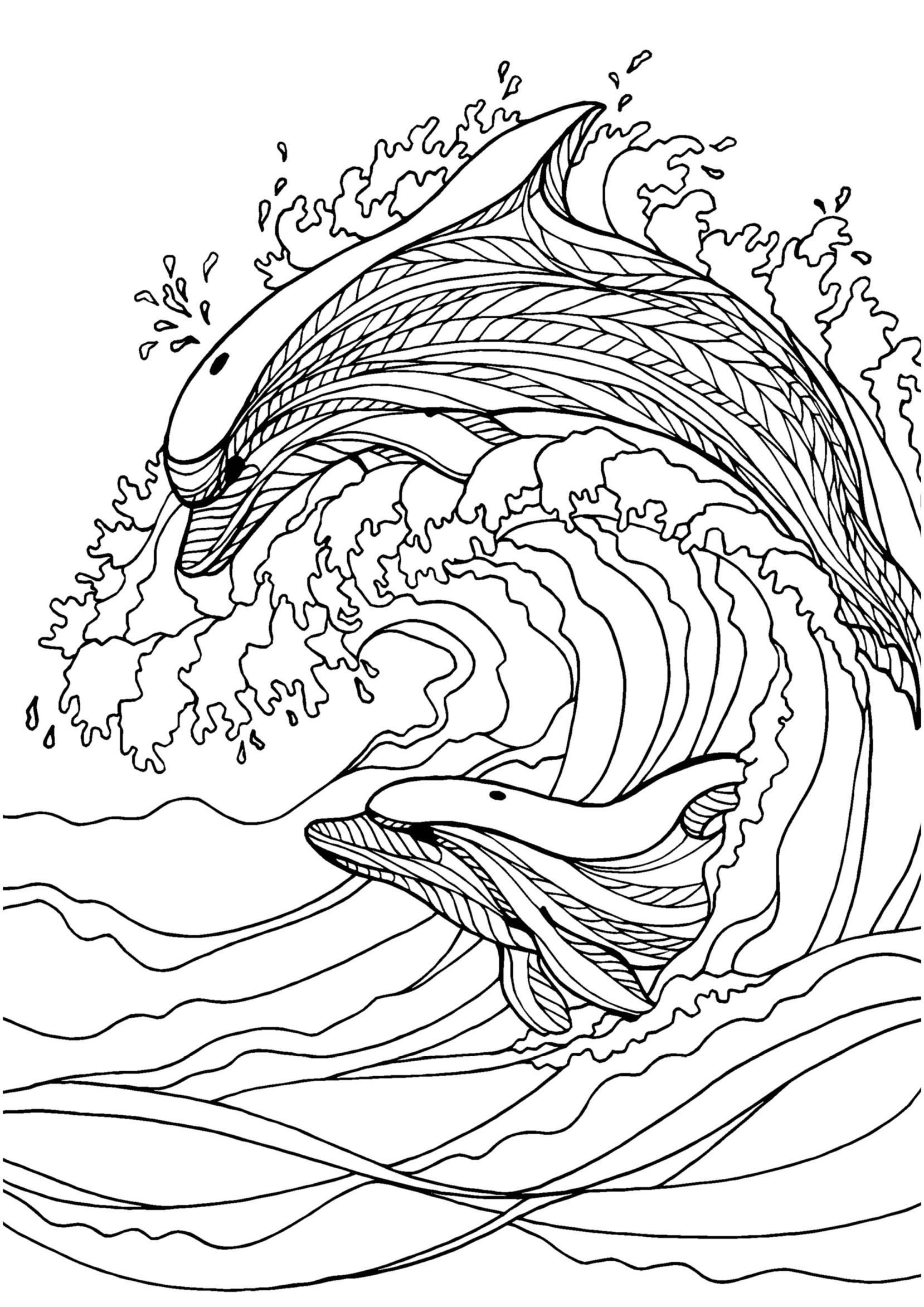 Adult Coloring Pages Dolphin At GetDrawings Free Download