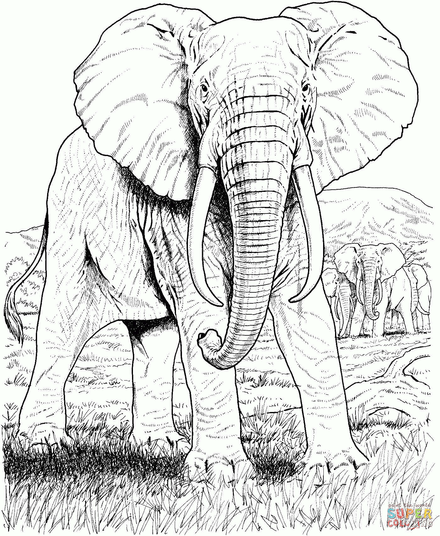 African Animals Coloring Pages Free Printable Pictures Clip Art Library