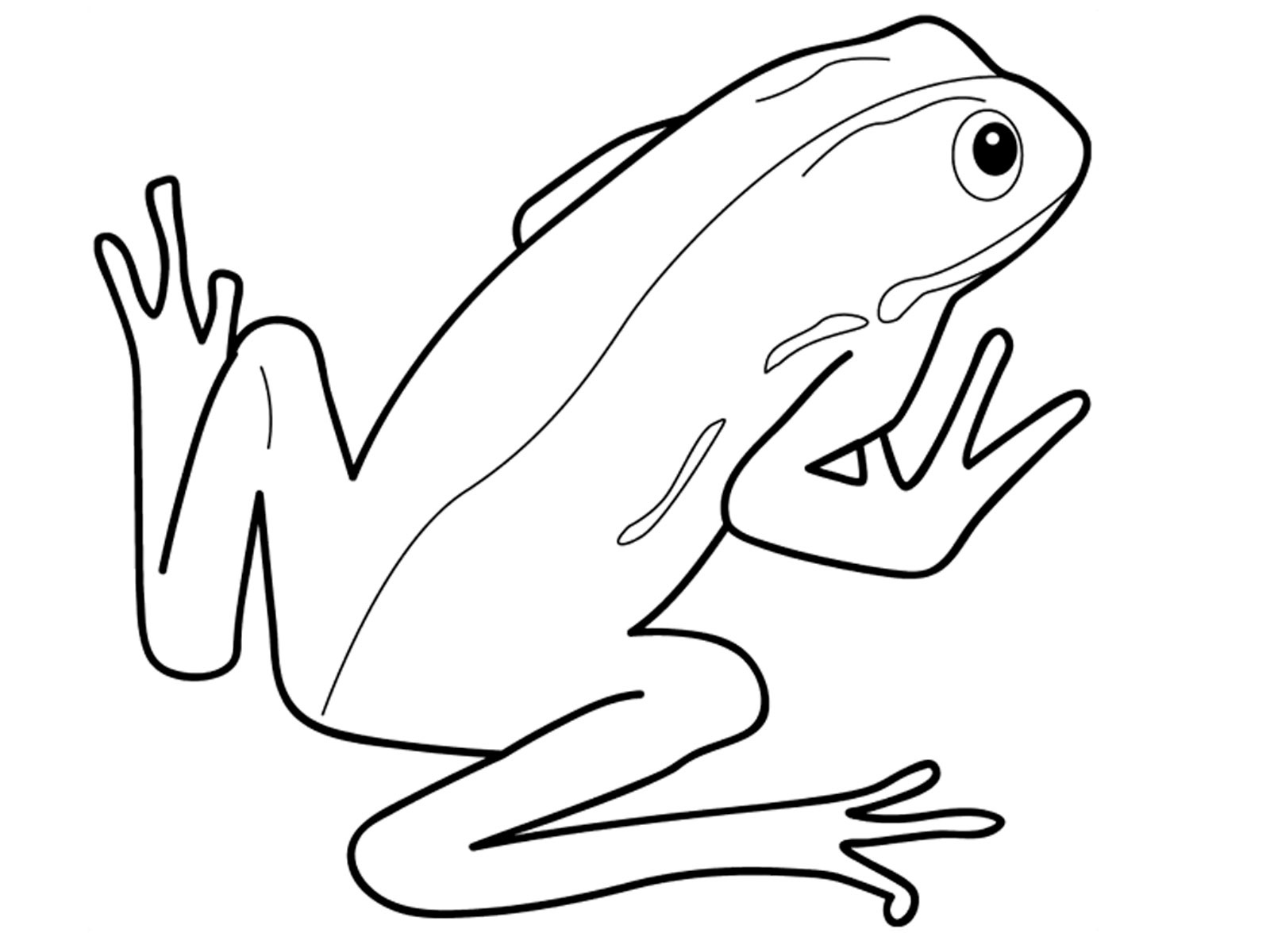 Amphibians Coloring Pages Printable Richard McNary S Coloring Pages