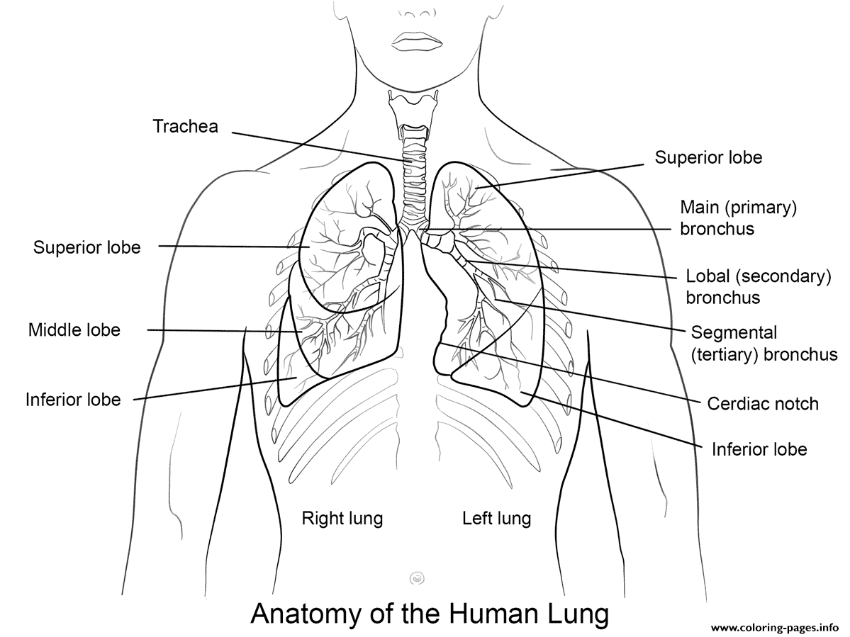Anatomy Of The Human Lungs Coloring Page Printable