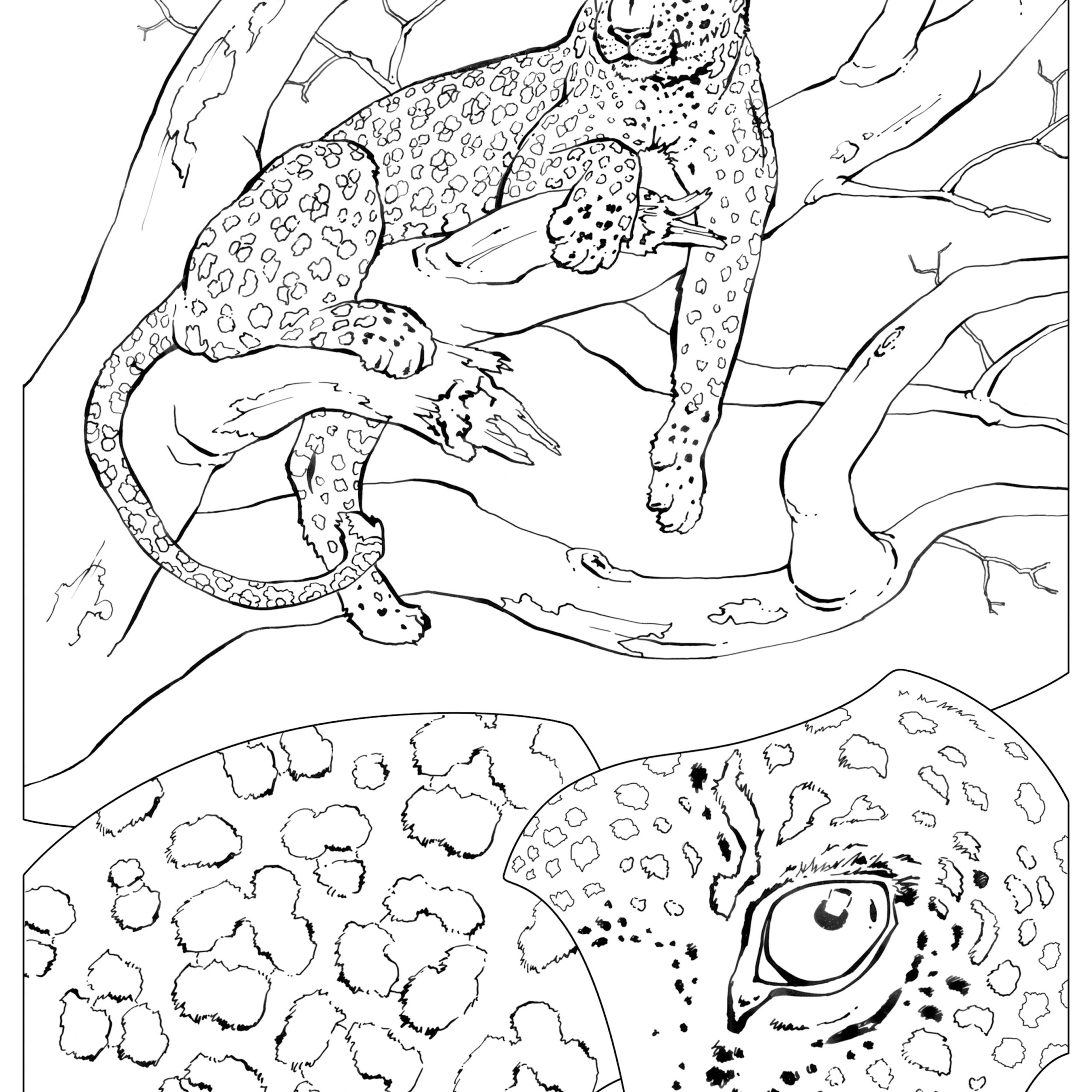 Animal Camouflage Coloring Page Sketch Coloring Page