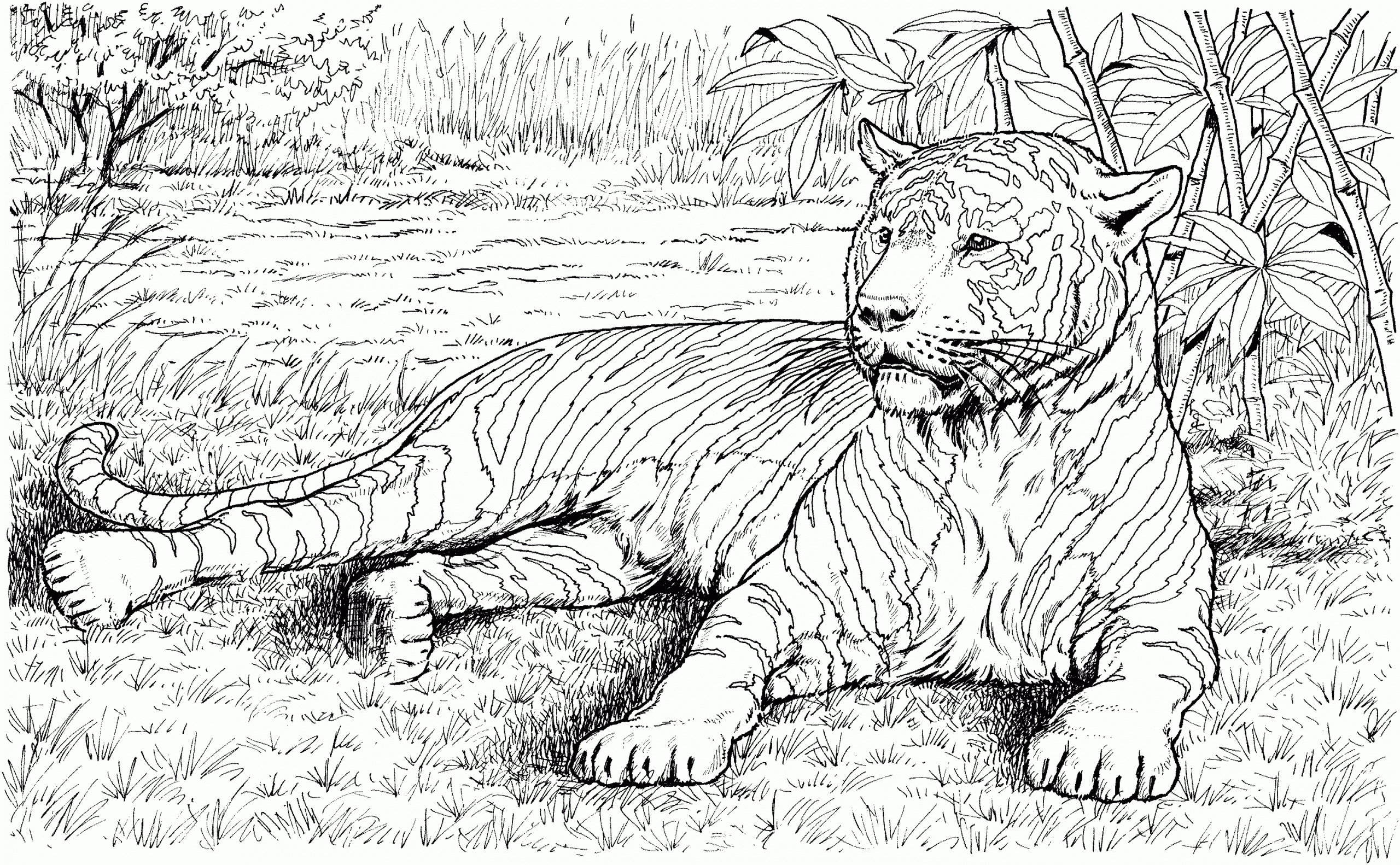 Free Printable Coloring Pages/Real Animals