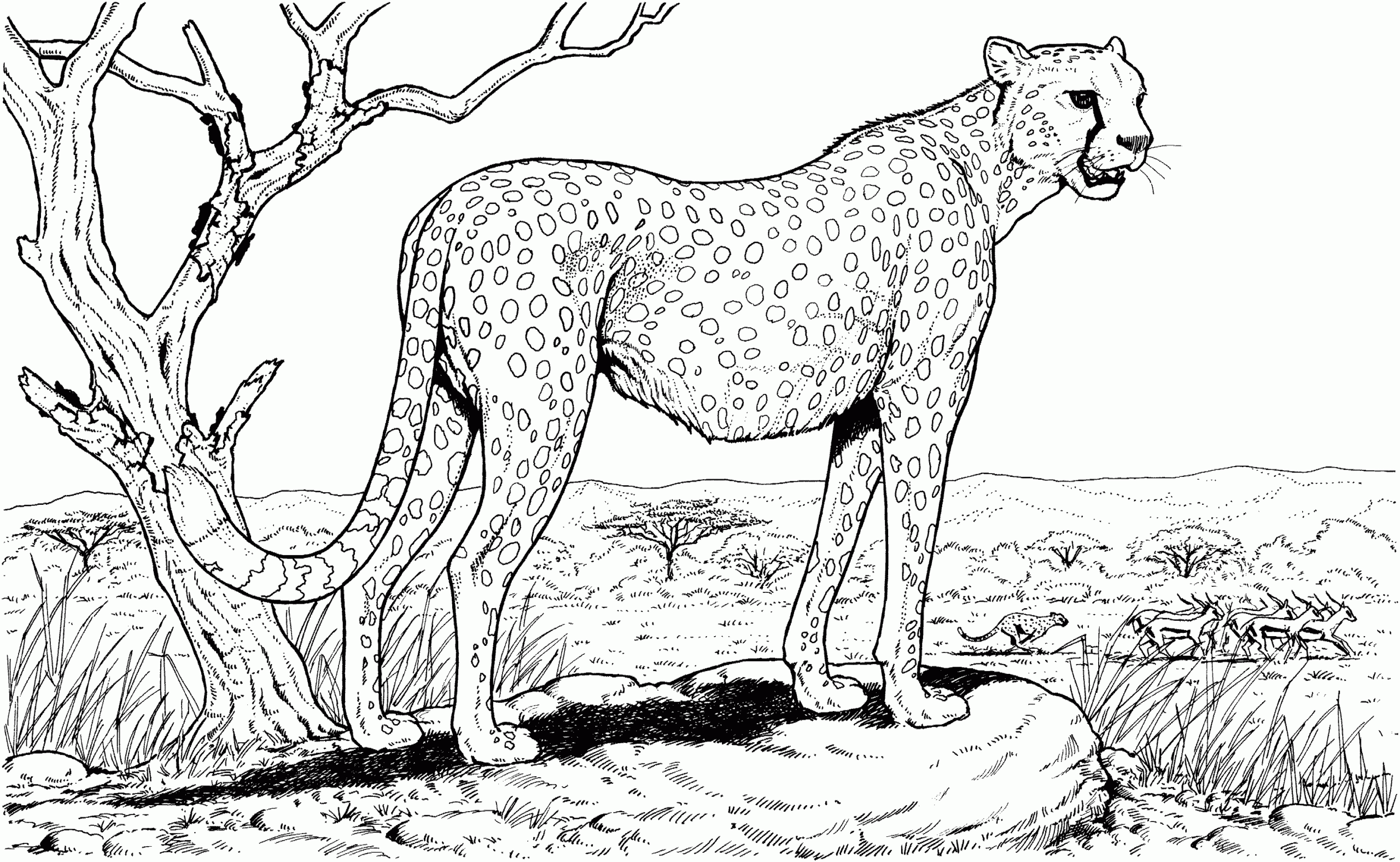 Baby Cheetah For Coloring Pages Coloring Home