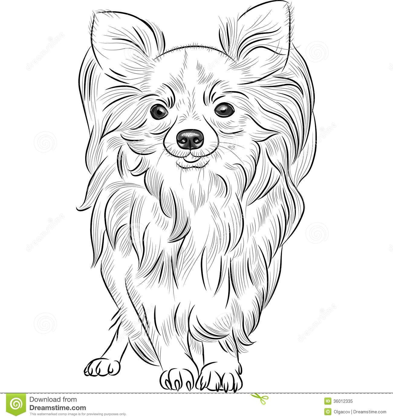 Baby Chihuahua Coloring Pages