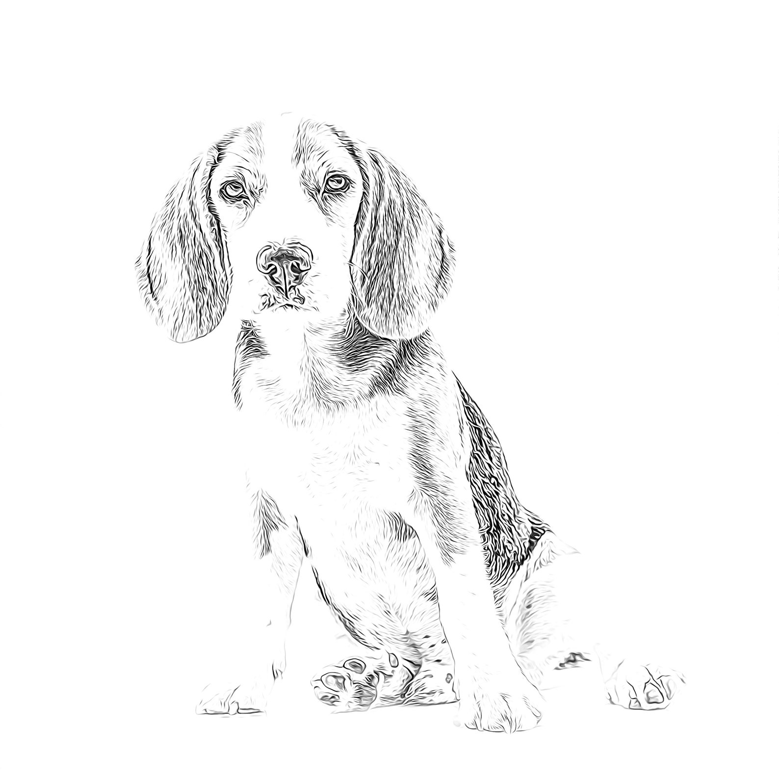 Beagle Coloring Pages Printable