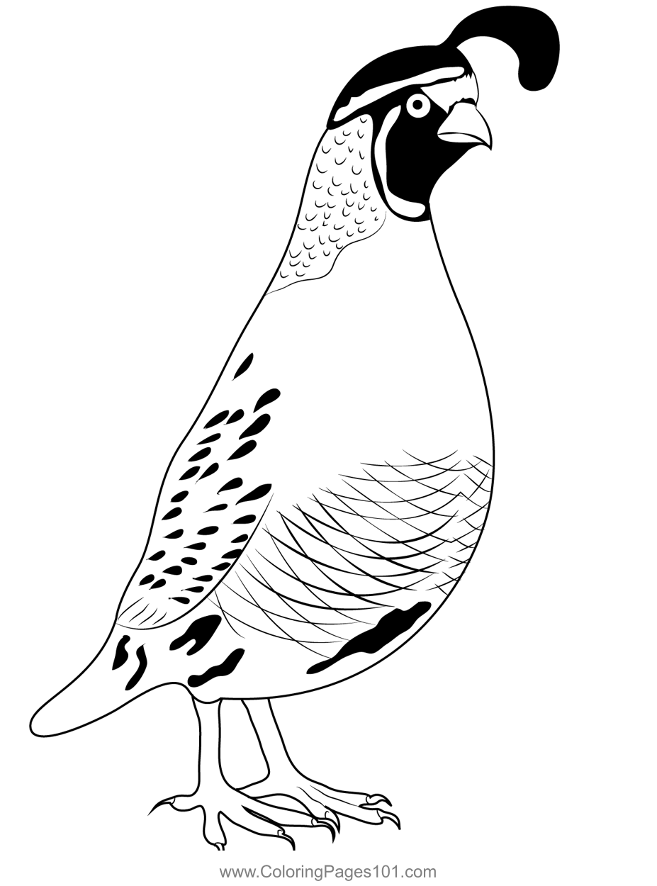 Big California Quail Male Coloring Page For Kids Free Quails Printable Coloring Pages Online