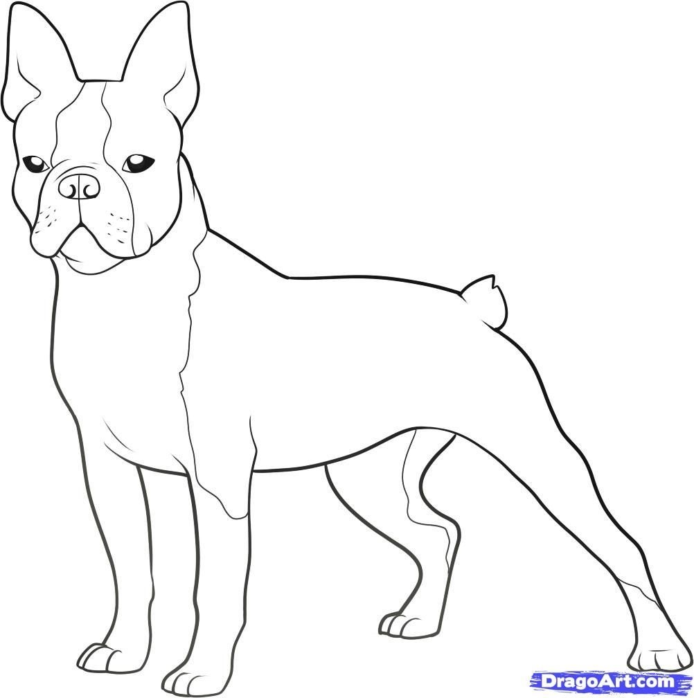 Boston Terrier Coloring Pages Printable Coloring Home
