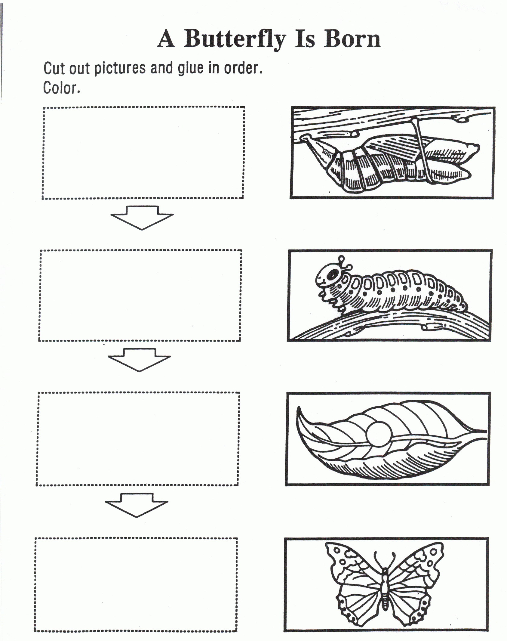 Printable Butterfly Life-Cycle Coloring Page