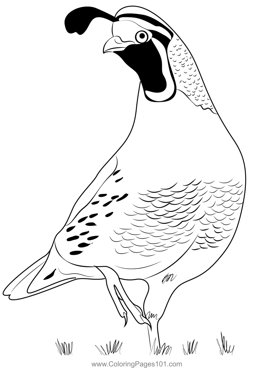 California Quail 4 Coloring Page For Kids Free Quails Printable Coloring Pages Online For Kids