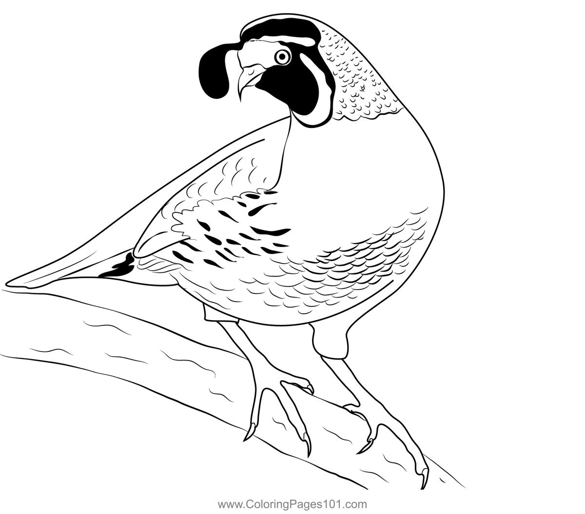 California Quail 5 Coloring Page For Kids Free Quails Printable Coloring Pages Online For Kids