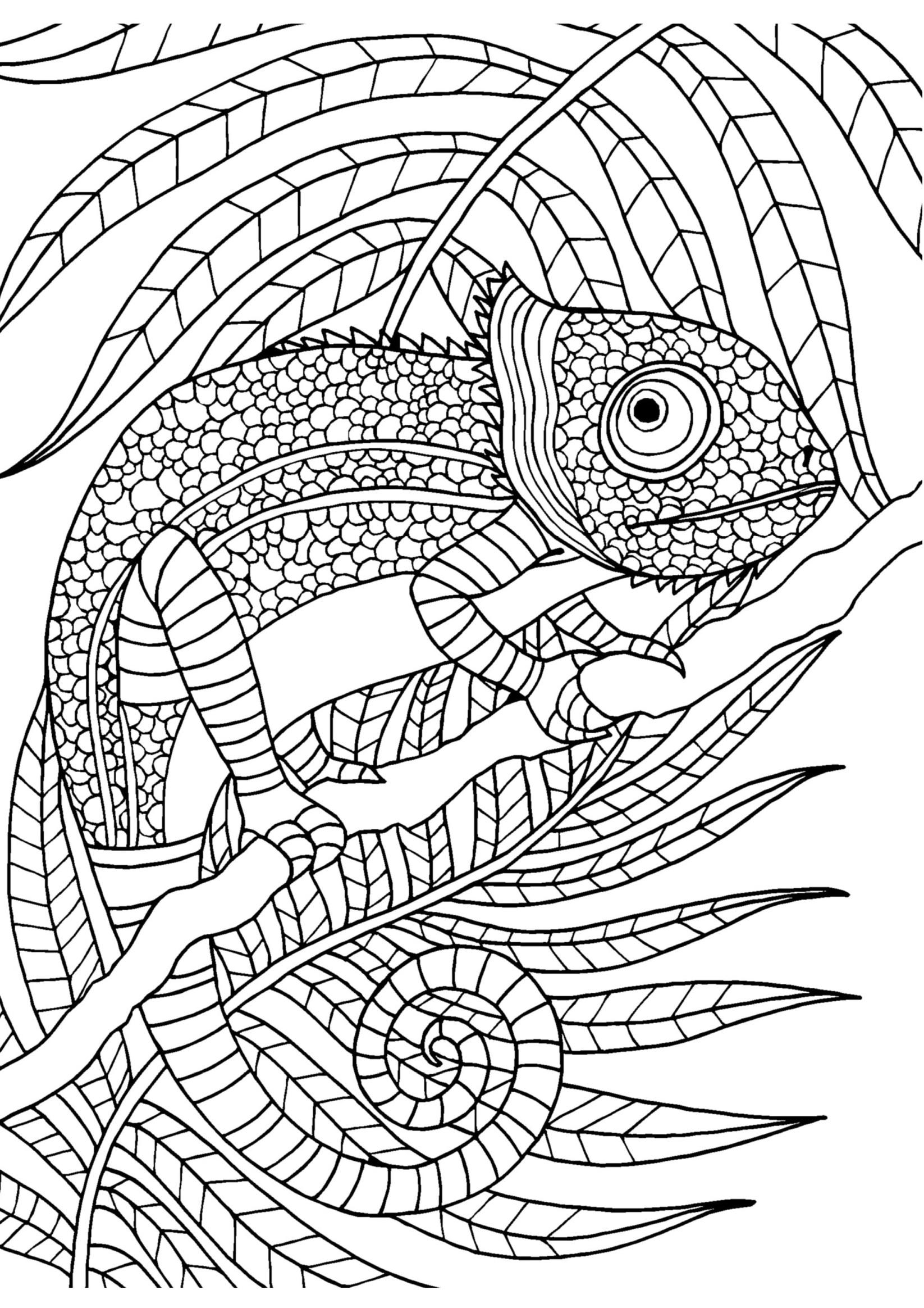 Camo Coloring Pages At GetColorings Free Printable Colorings Pages To Print And Color