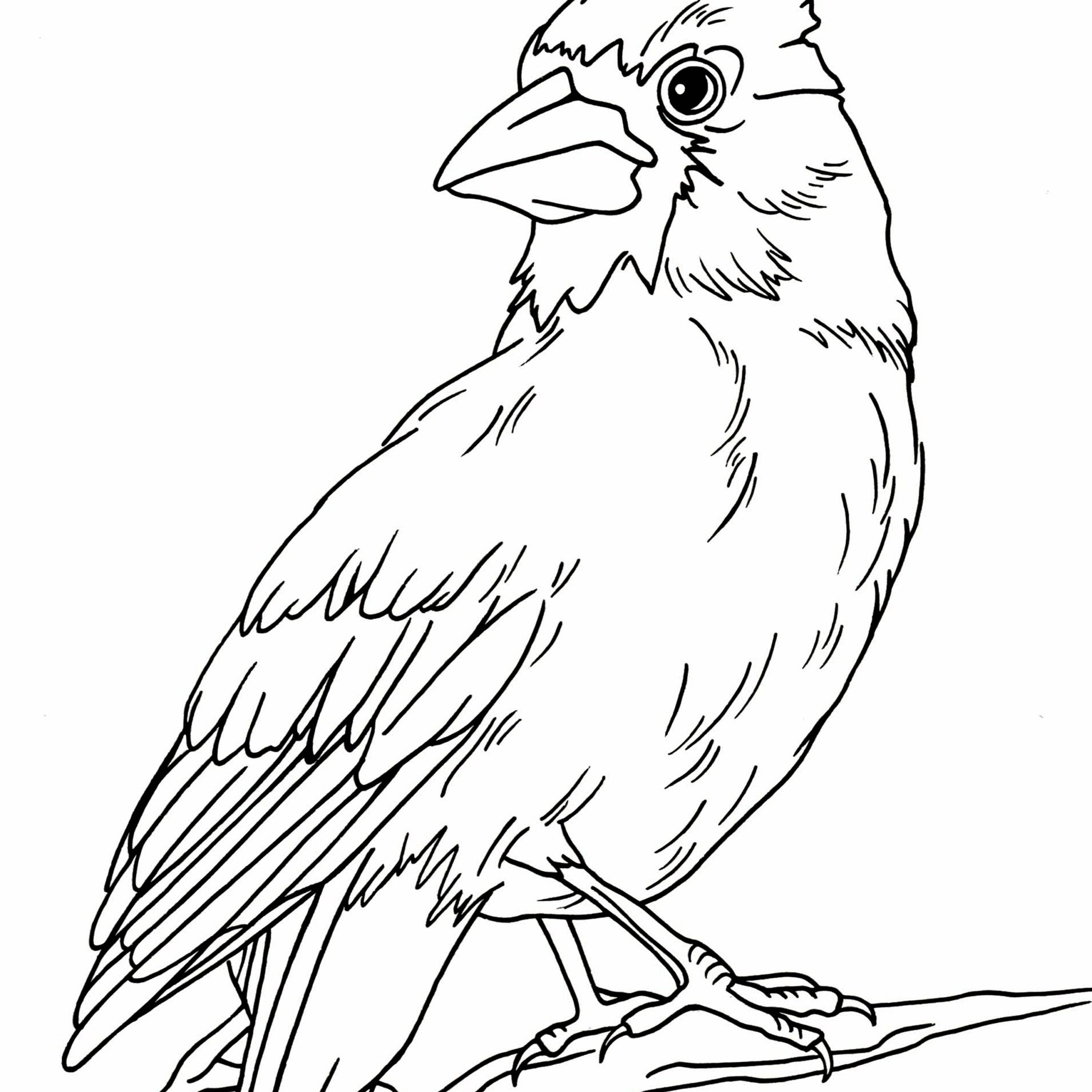 Cardinal Coloring Page Etsy