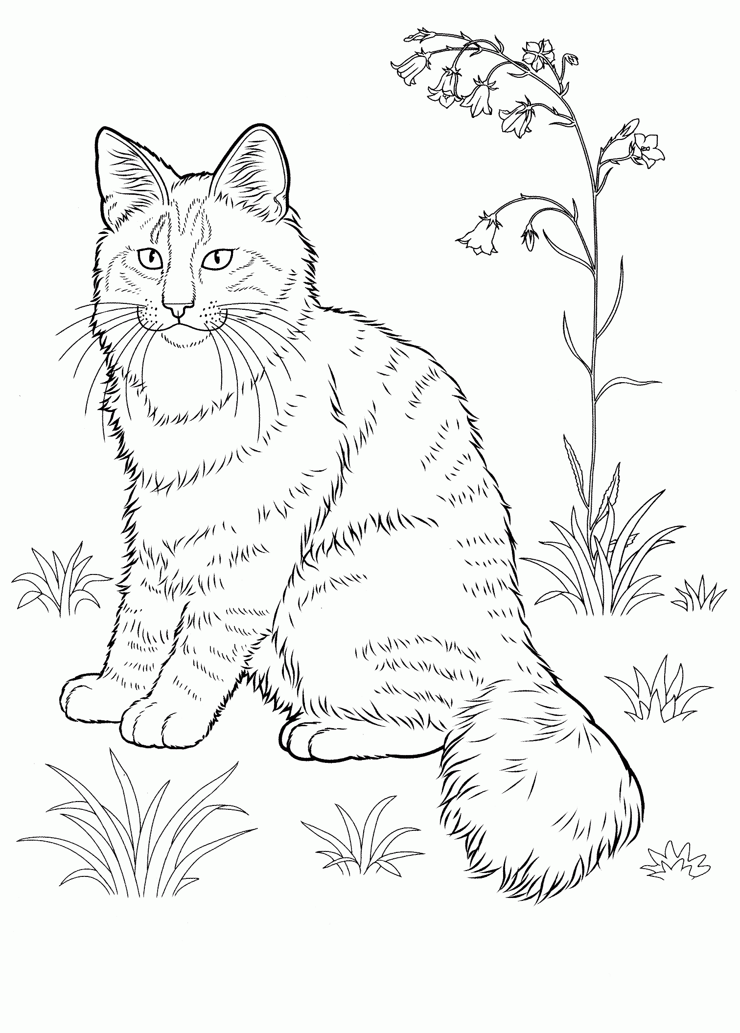 Cat Coloring Pages Printable