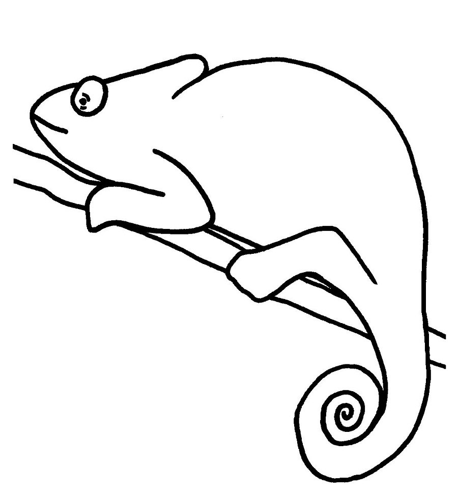 Chameleon Coloring Pages Best Coloring Pages For Kids