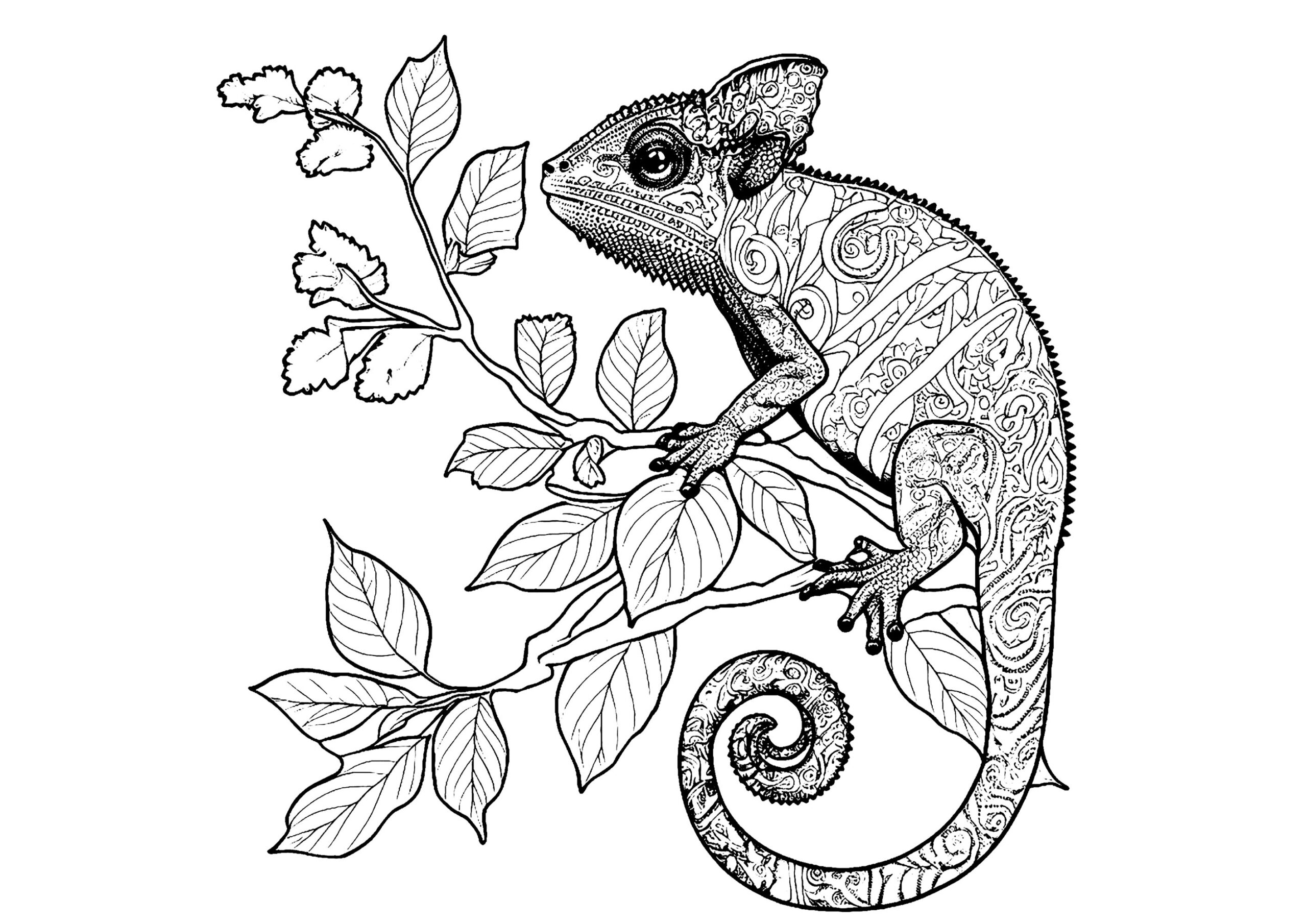 Chameleon With Details Chameleons And Lizards Kids Coloring Pages