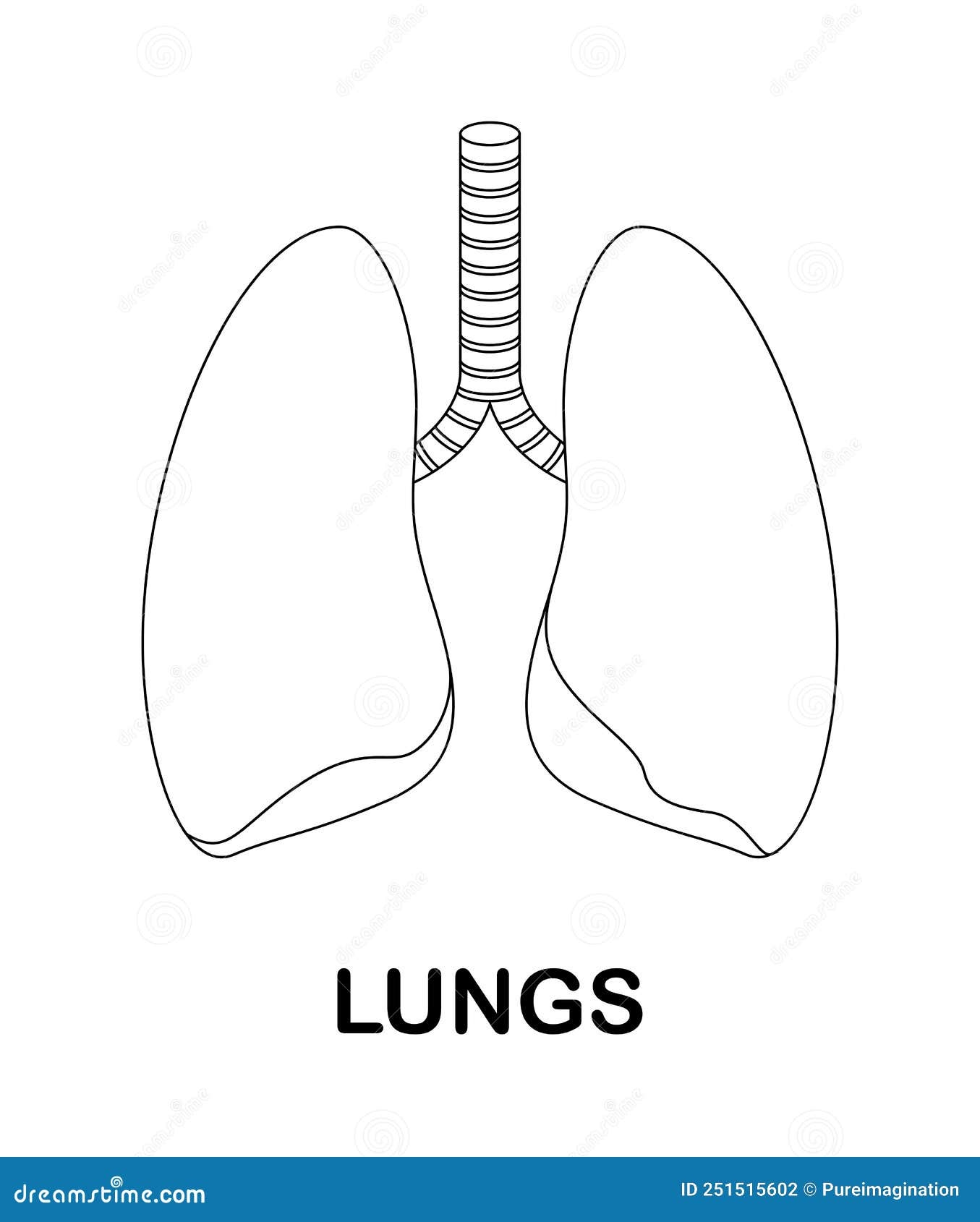 Lung Printable Coloring Pages
