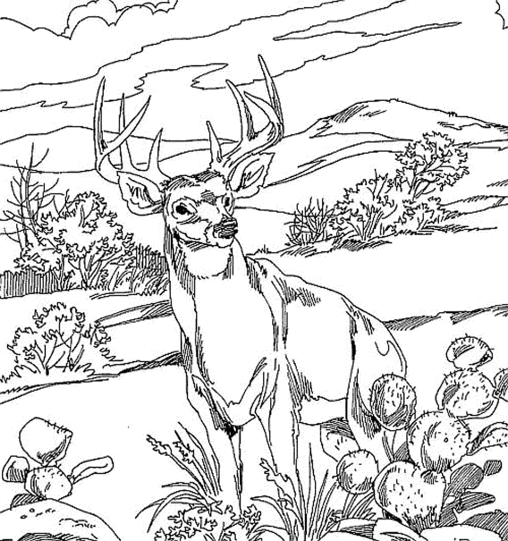 Coloring Pages For Kids Deer Coloring Home