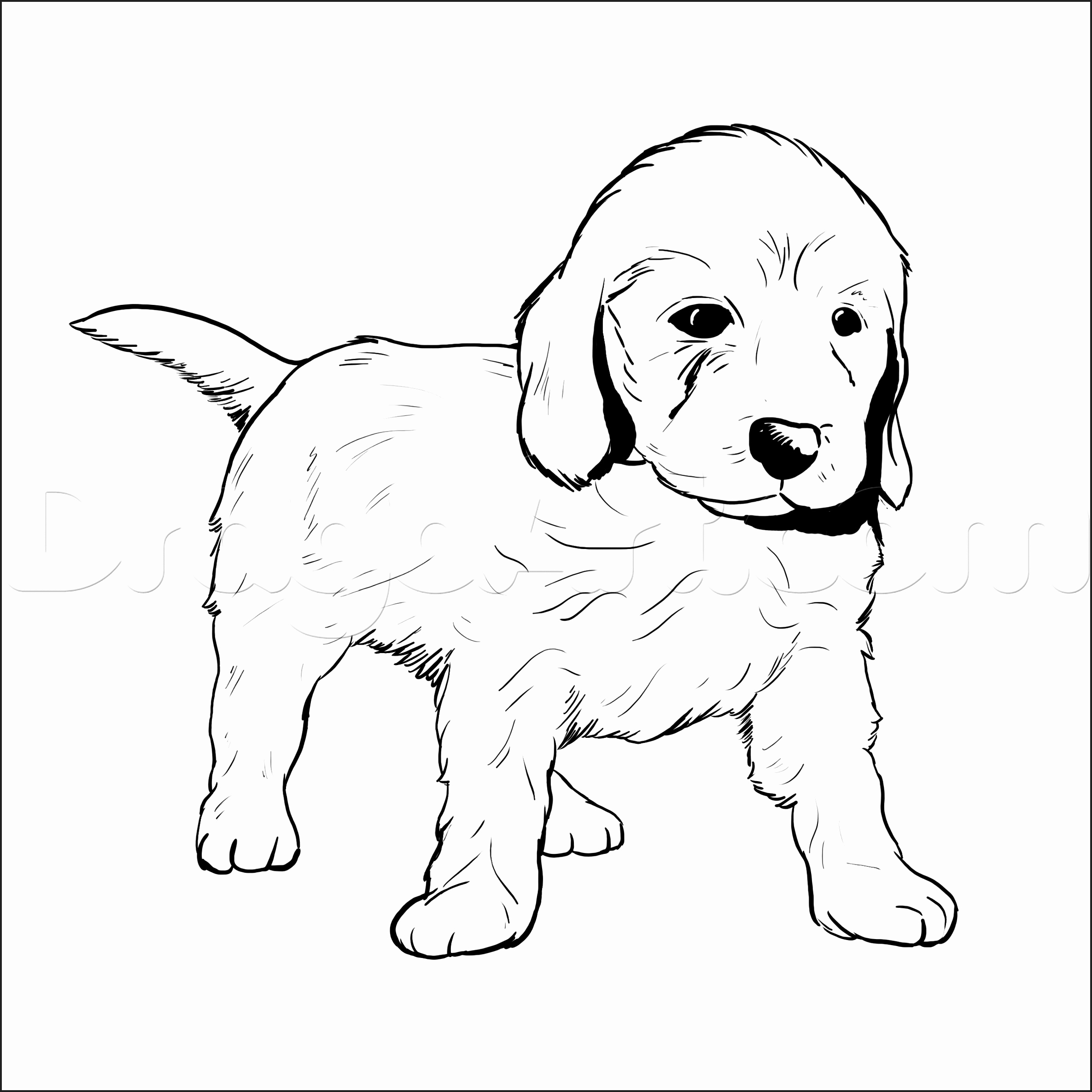 Printable Golden Retriever Coloring Pages