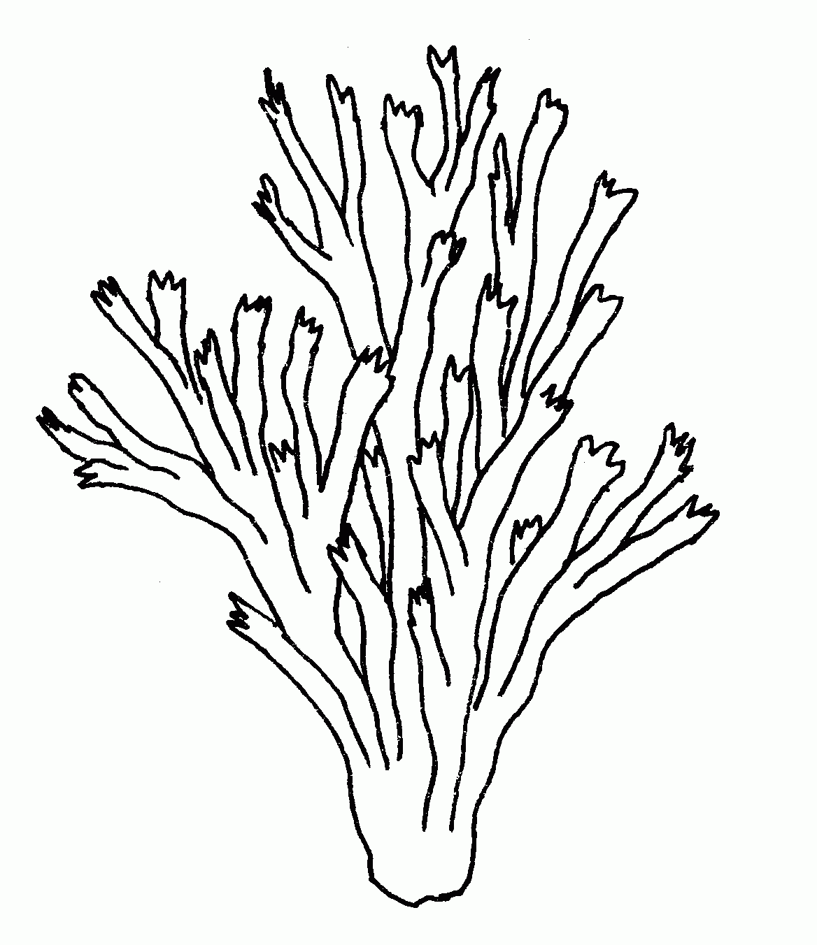 Coral Reef Coloring Pages To Download And Print For Free