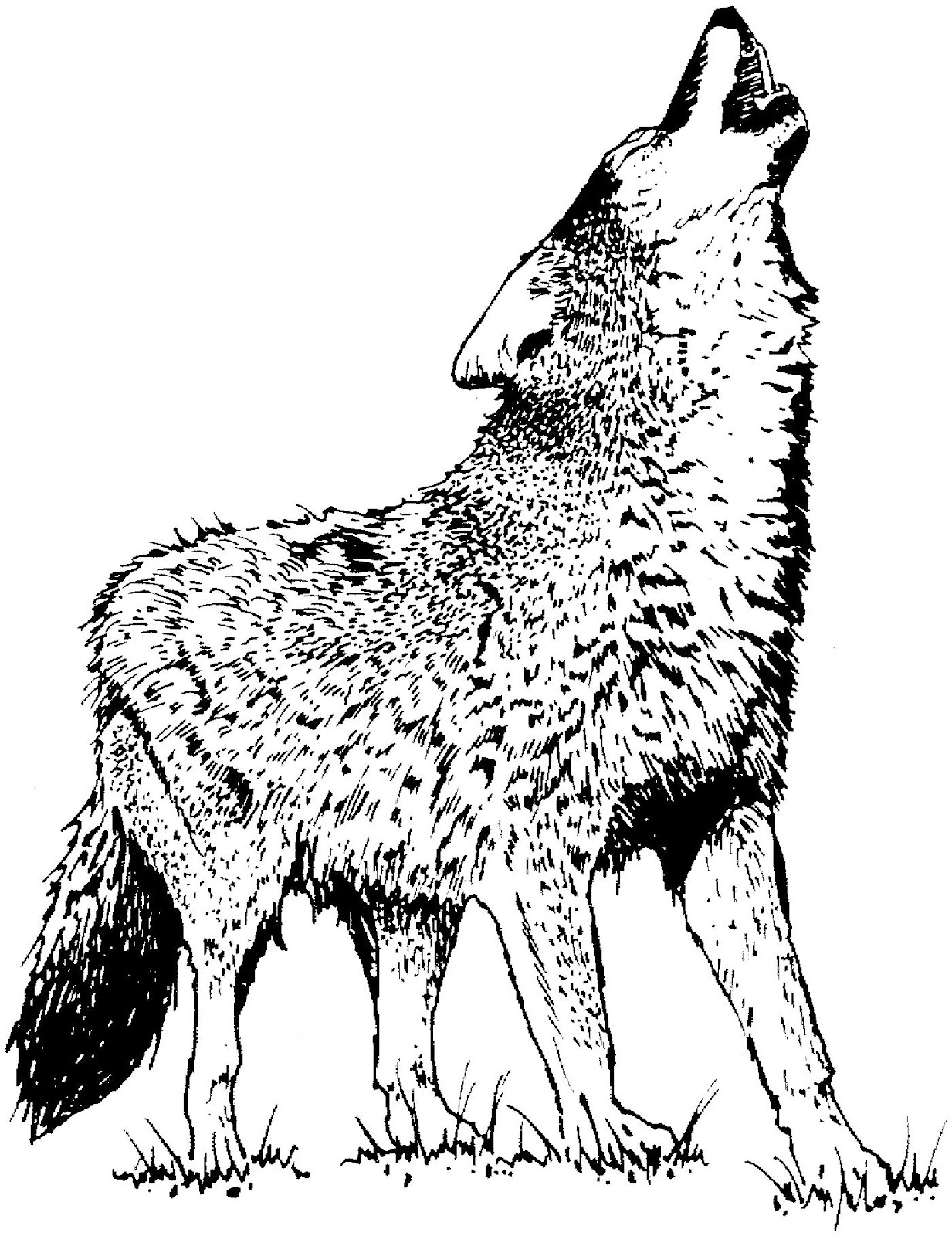 Coyote 4542 Animals Free Printable Coloring Pages