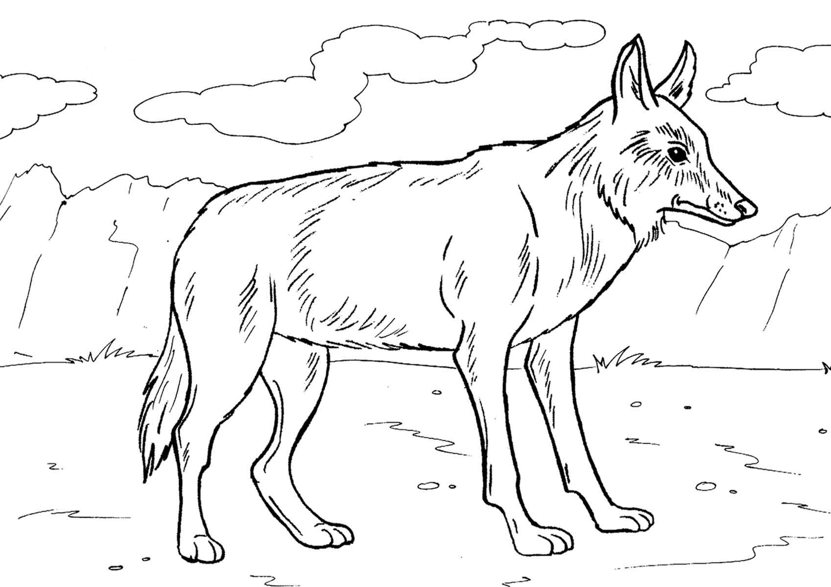 Coyote Coloring Pages Printable For Kids Coloring Pages