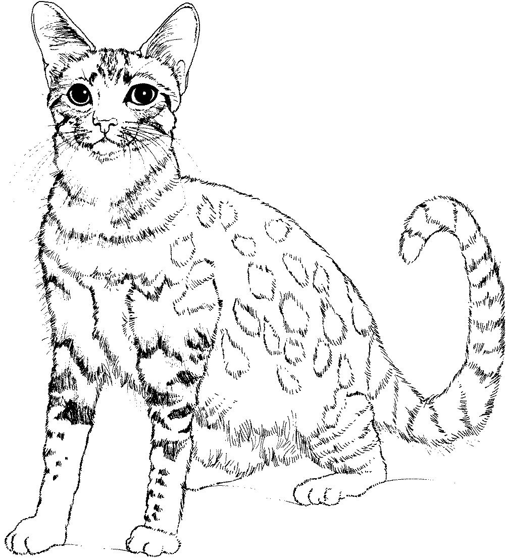 Cute Cat Animal Coloring Pages For Kids To Print Color