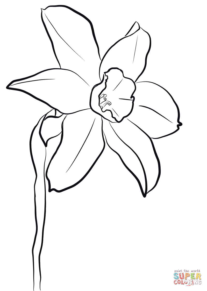 Daffodil Coloring Page Free Printable Coloring Pages