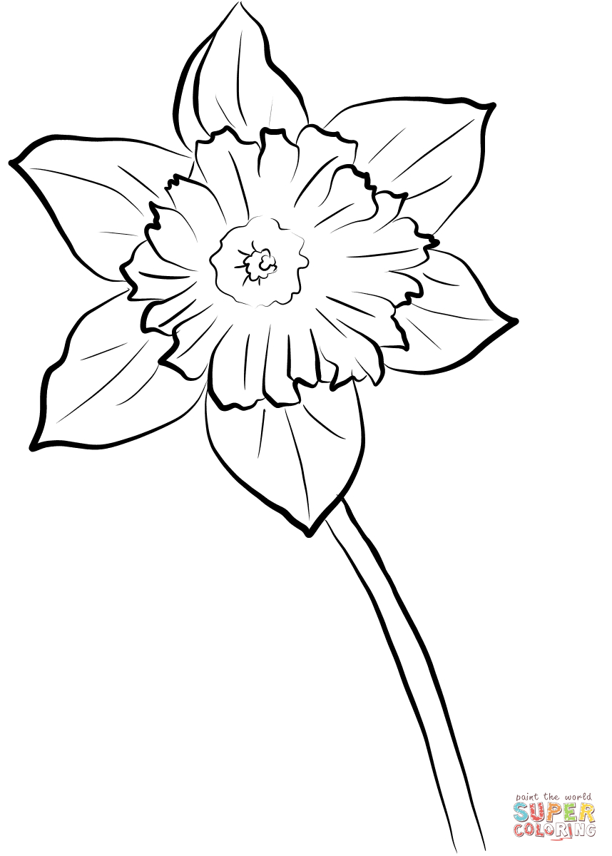 Daffodil Coloring Pages Clipart Misc Spring Coloring Pages Free Printable Pictures Of