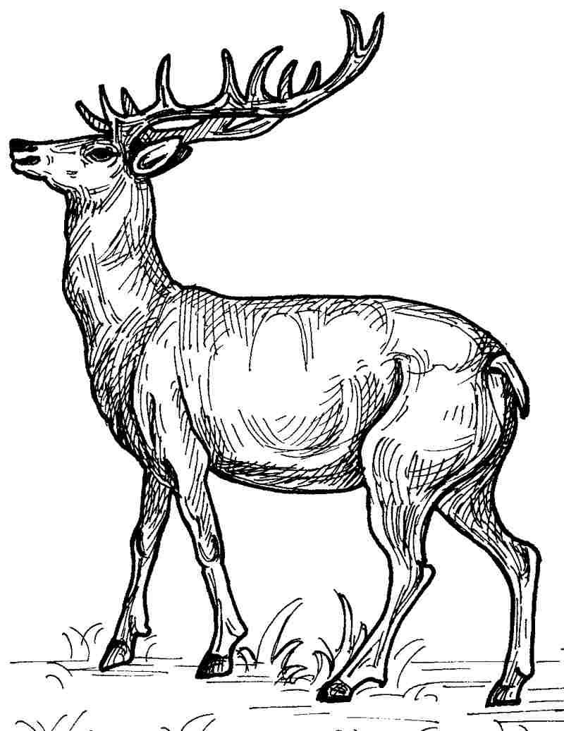 Deer Animals Free Printable Coloring Pages